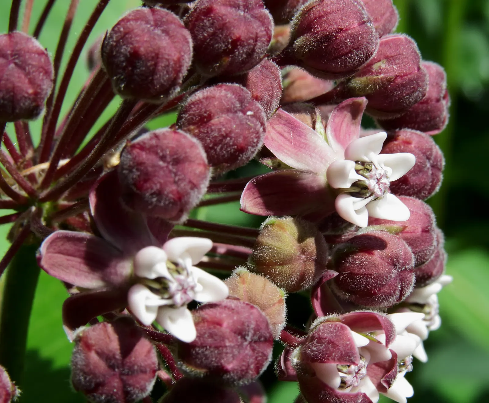 Common Milkweed (Asclepias Syriaca) — It's a fitting choice for naturalized areas, wildflower meadows, or butterfly gardens; spherical clusters of, image 85