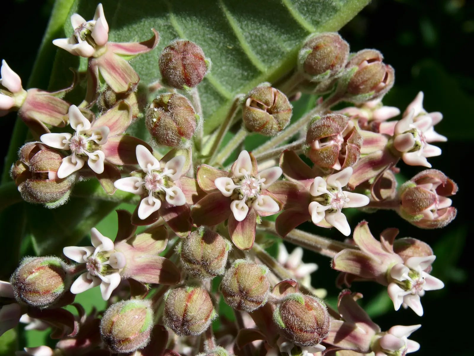 Common Milkweed (Asclepias Syriaca) — It's crucial for Monarch butterflies, serving as a host for larvae