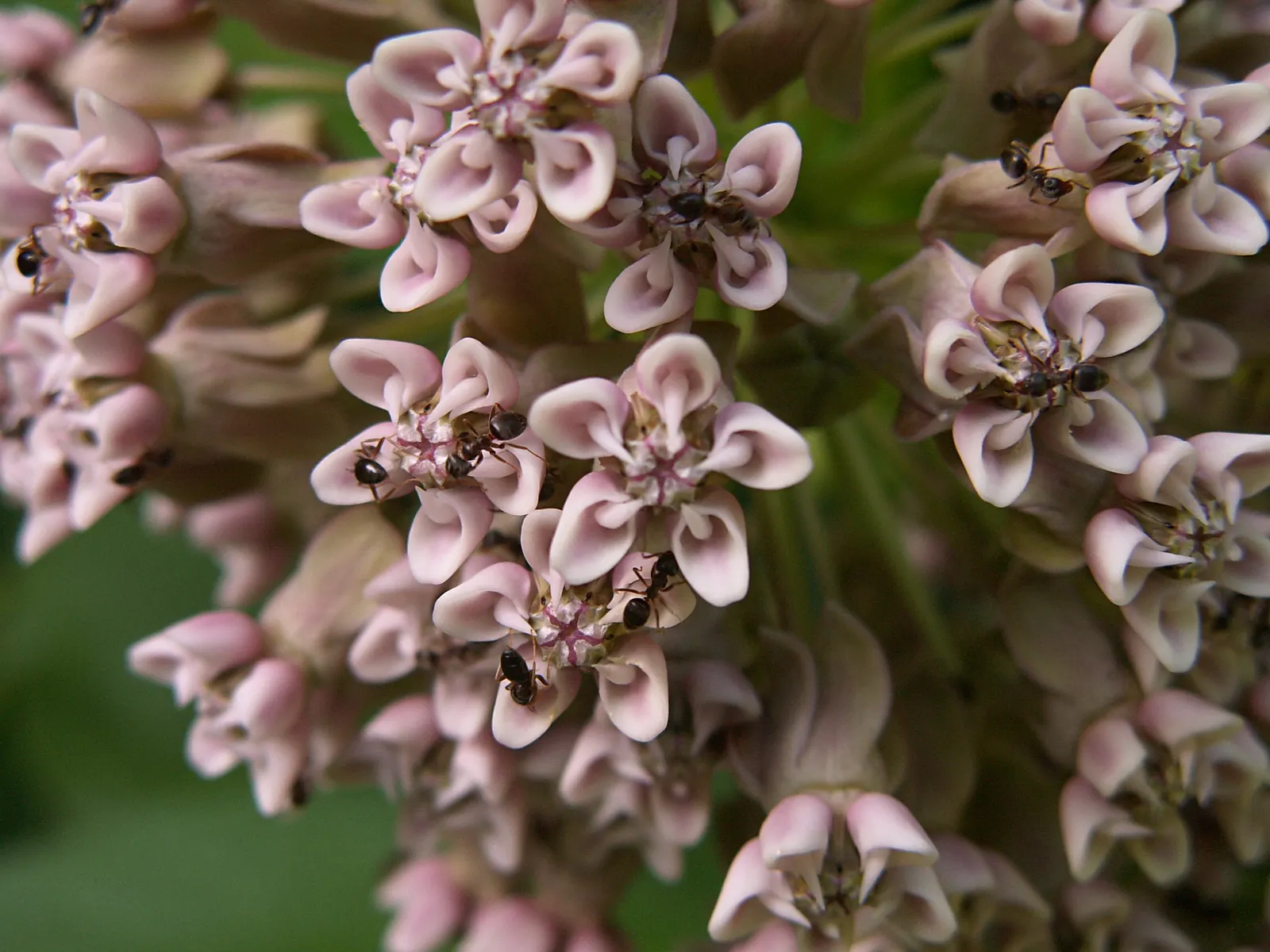 Common Milkweed (Asclepias Syriaca) — while the sap contains toxins and can be irritating to the skin; extensive root systems that make it drought-resistant