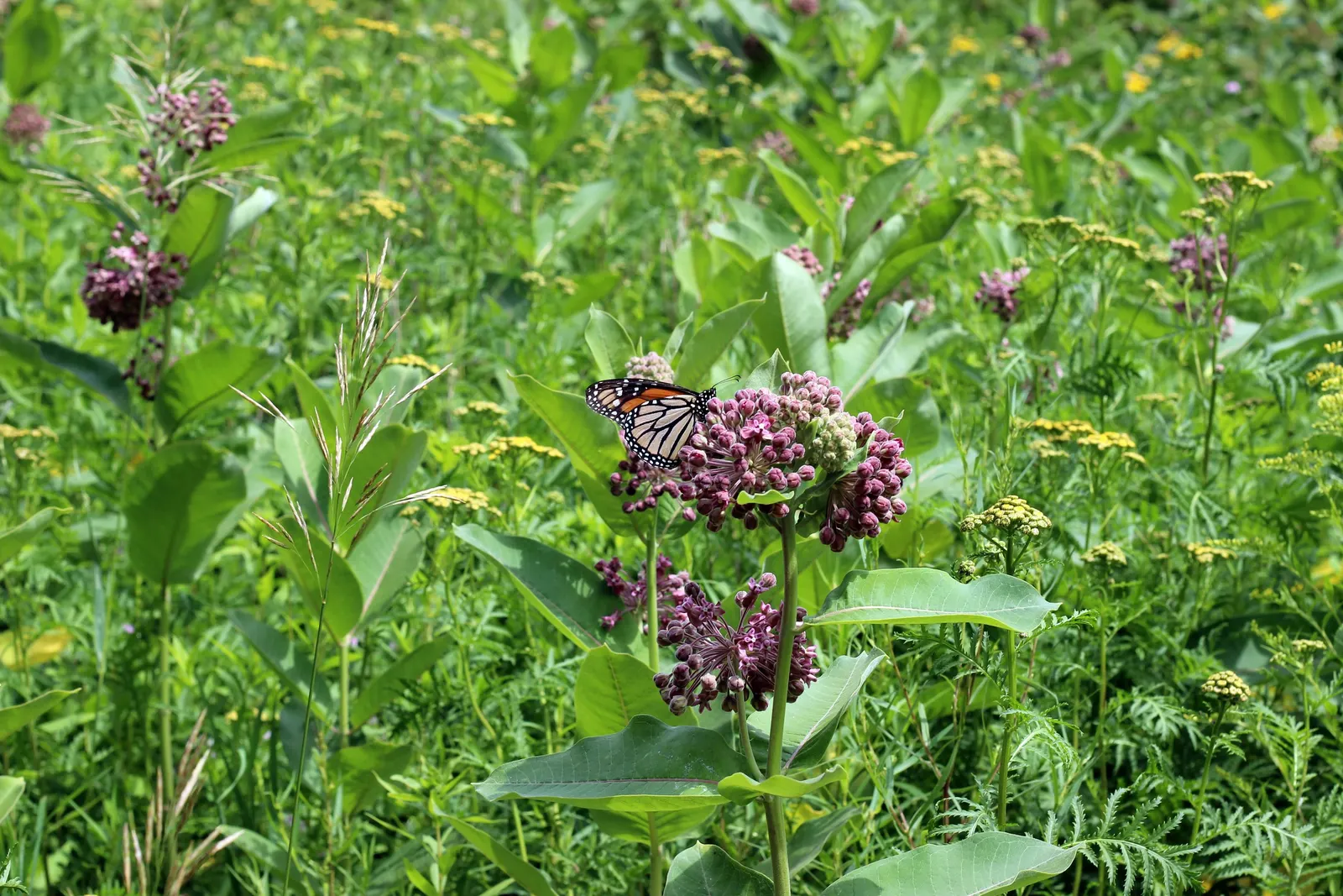 Common Milkweed (Asclepias Syriaca) — This US native prefers well-drained soil but tolerates clay; these components are critical to the survival of, image 97