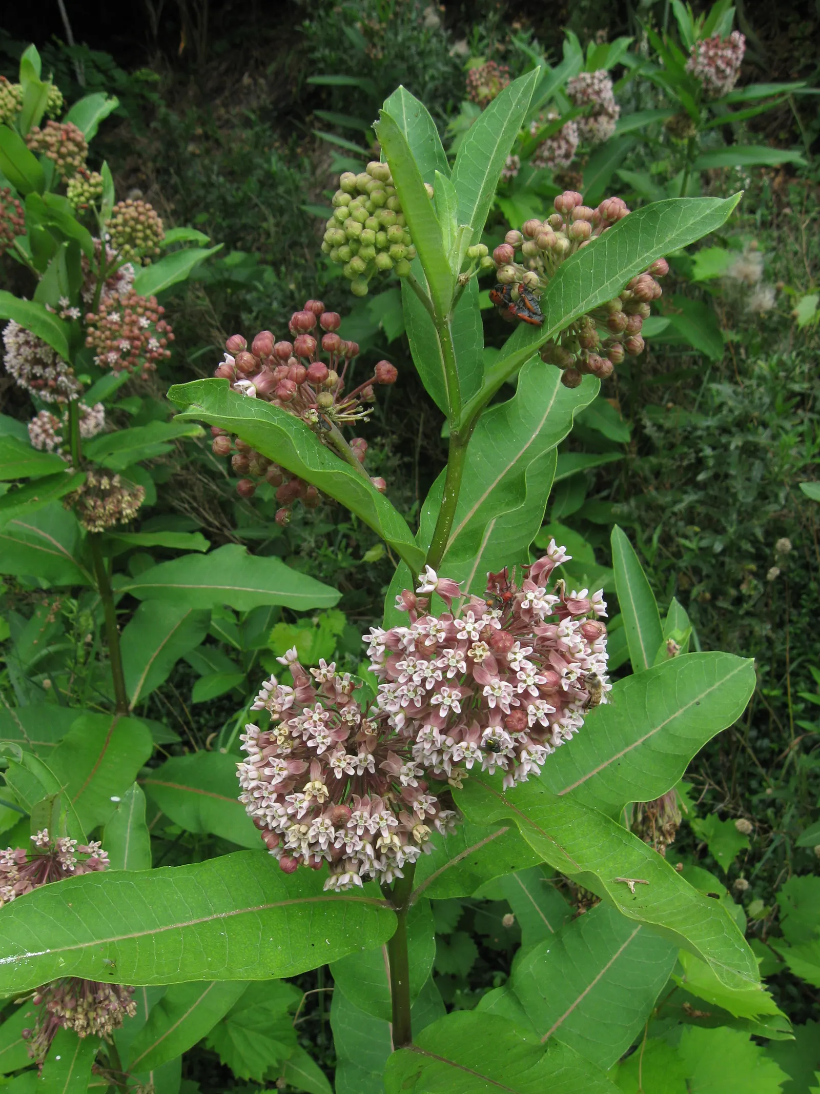 Common Milkweed (Asclepias Syriaca) — oblong leaves and fragrant; the milkweed boasts a unique grayish-green foliage