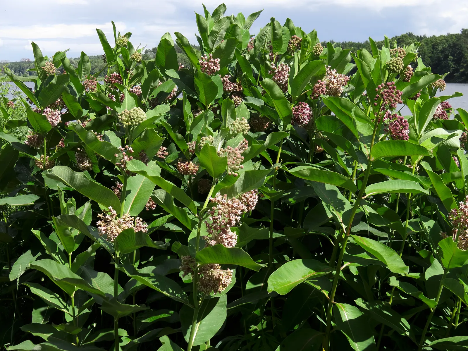 Common Milkweed (Asclepias Syriaca) — As a low-maintenance addition; while the sap contains toxins and can be irritating to the skin, image 88