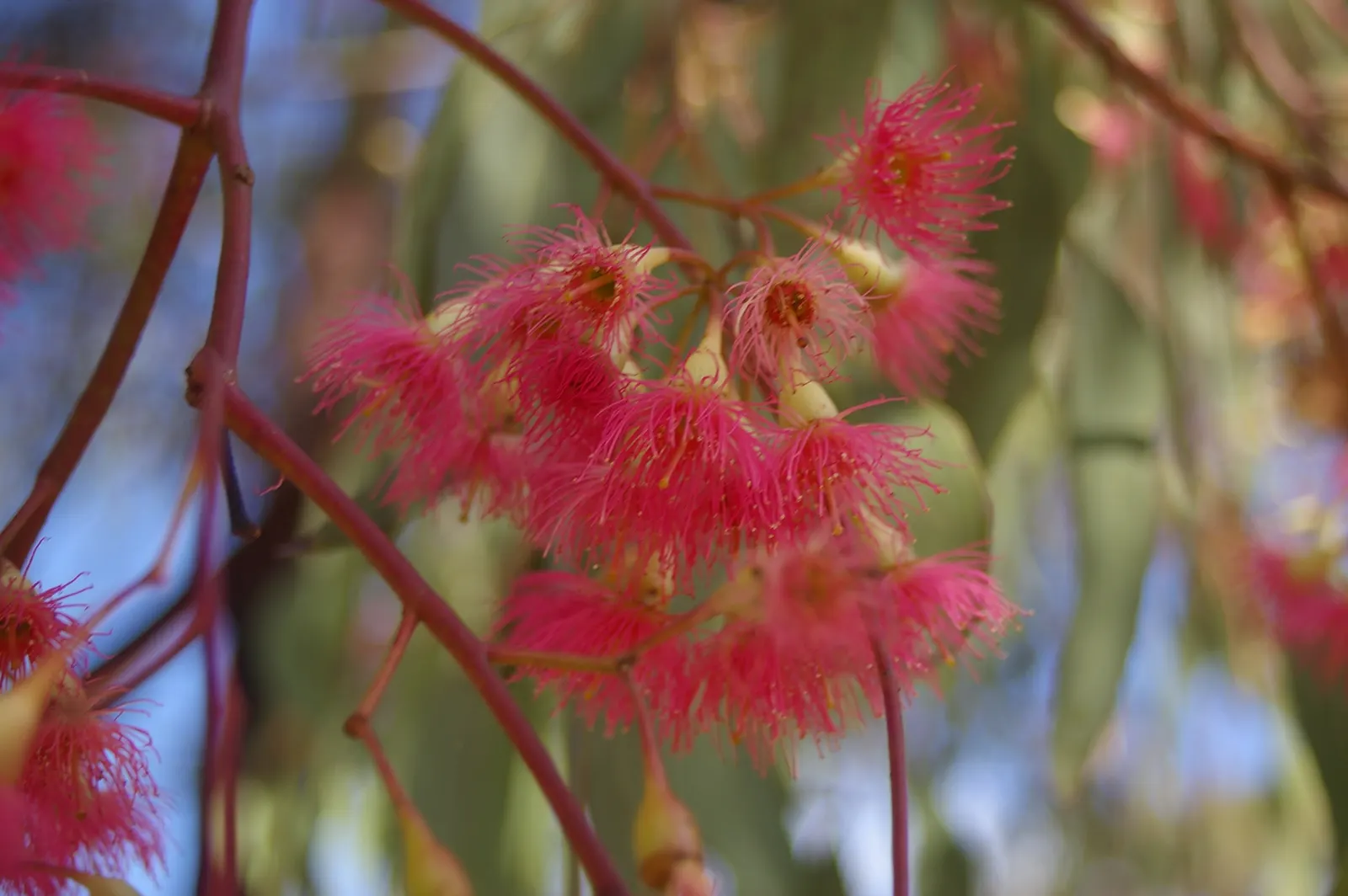 Red Ironbark (Eucalyptus Sideroxylon 'Rosea') — tree with pink blooms