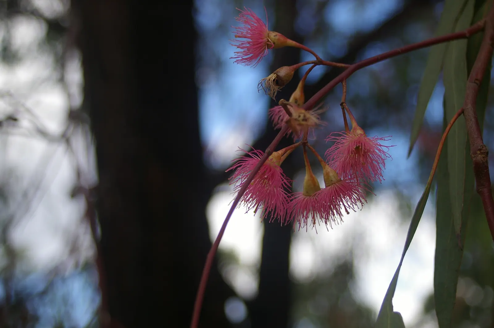 Red Ironbark (Eucalyptus Sideroxylon 'Rosea') — It boasts an impressive drought tolerance, making it a resilient addition to water-wise gardens