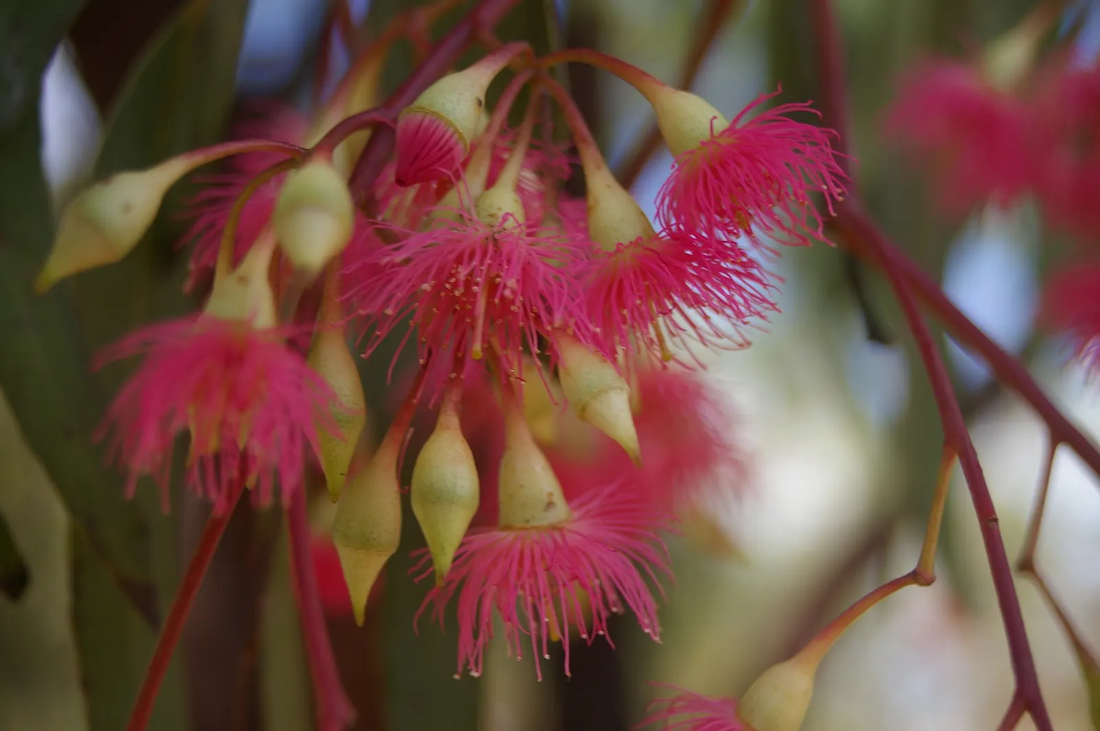 Red Ironbark (Eucalyptus Sideroxylon 'Rosea') — the tree requires minimal maintenance; in late winter to spring, it produces vivid pink to red blossoms that