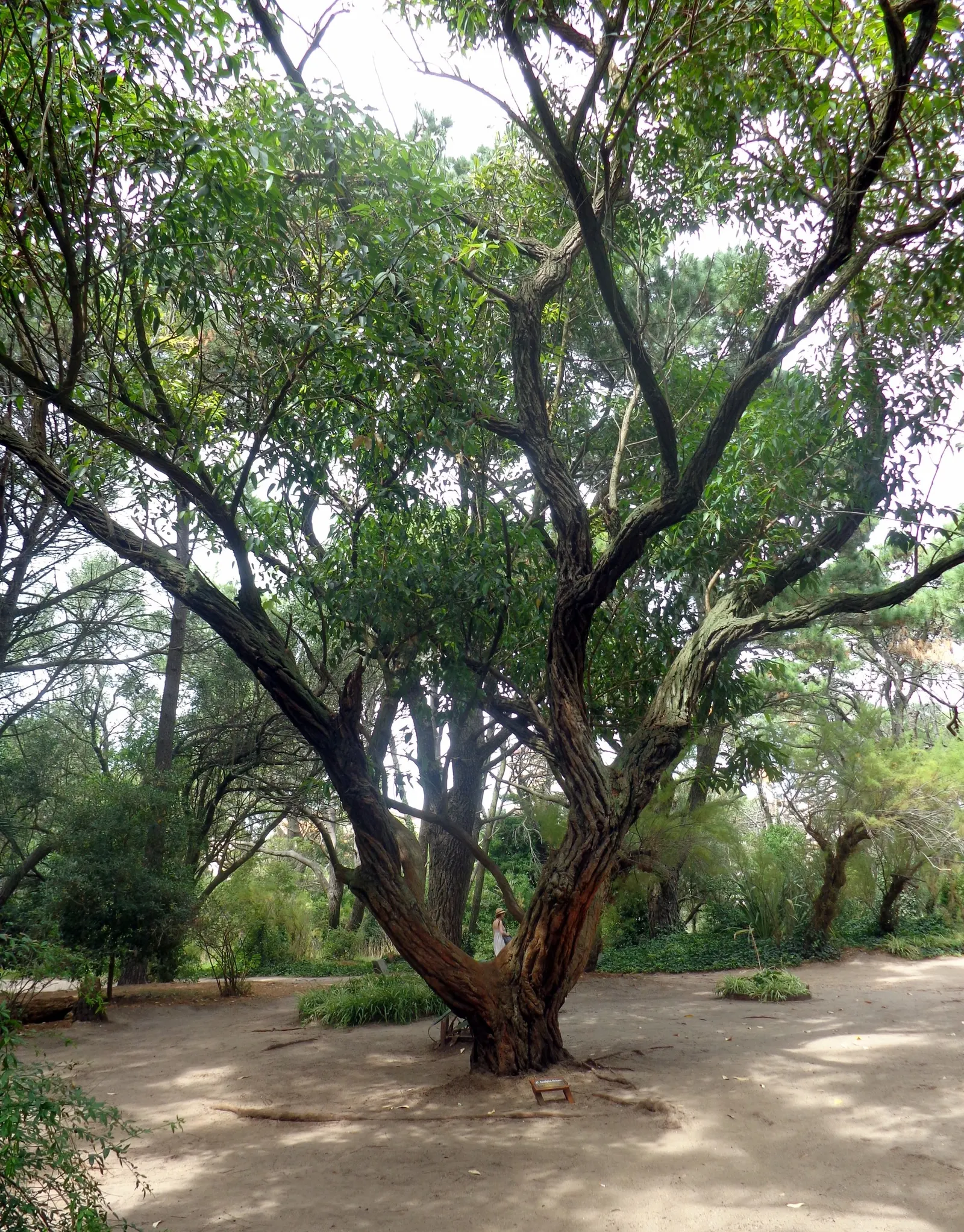 Red Ironbark (Eucalyptus Sideroxylon 'Rosea') — As a key element in landscape design