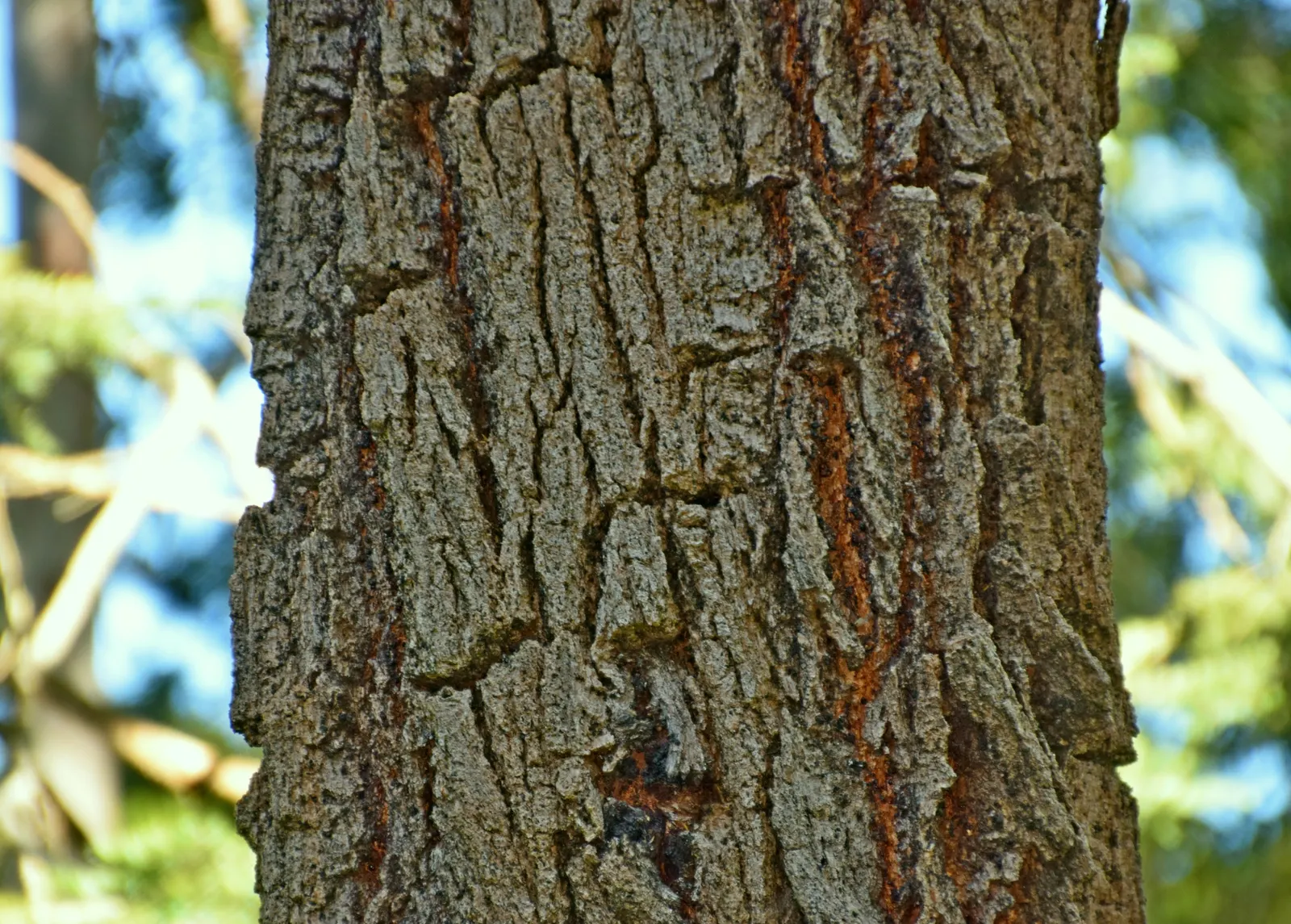 Red Ironbark (Eucalyptus Sideroxylon 'Rosea') — is a robust evergreen tree reaching heights up to 30-45 feet with an equivalent canopy spread; making it an