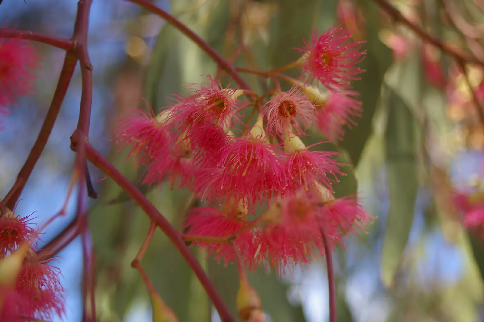 Red Ironbark (Eucalyptus Sideroxylon 'Rosea') — It features a distinctive, deeply furrowed, iron-like bark and slender leaves; ensures that it will become an