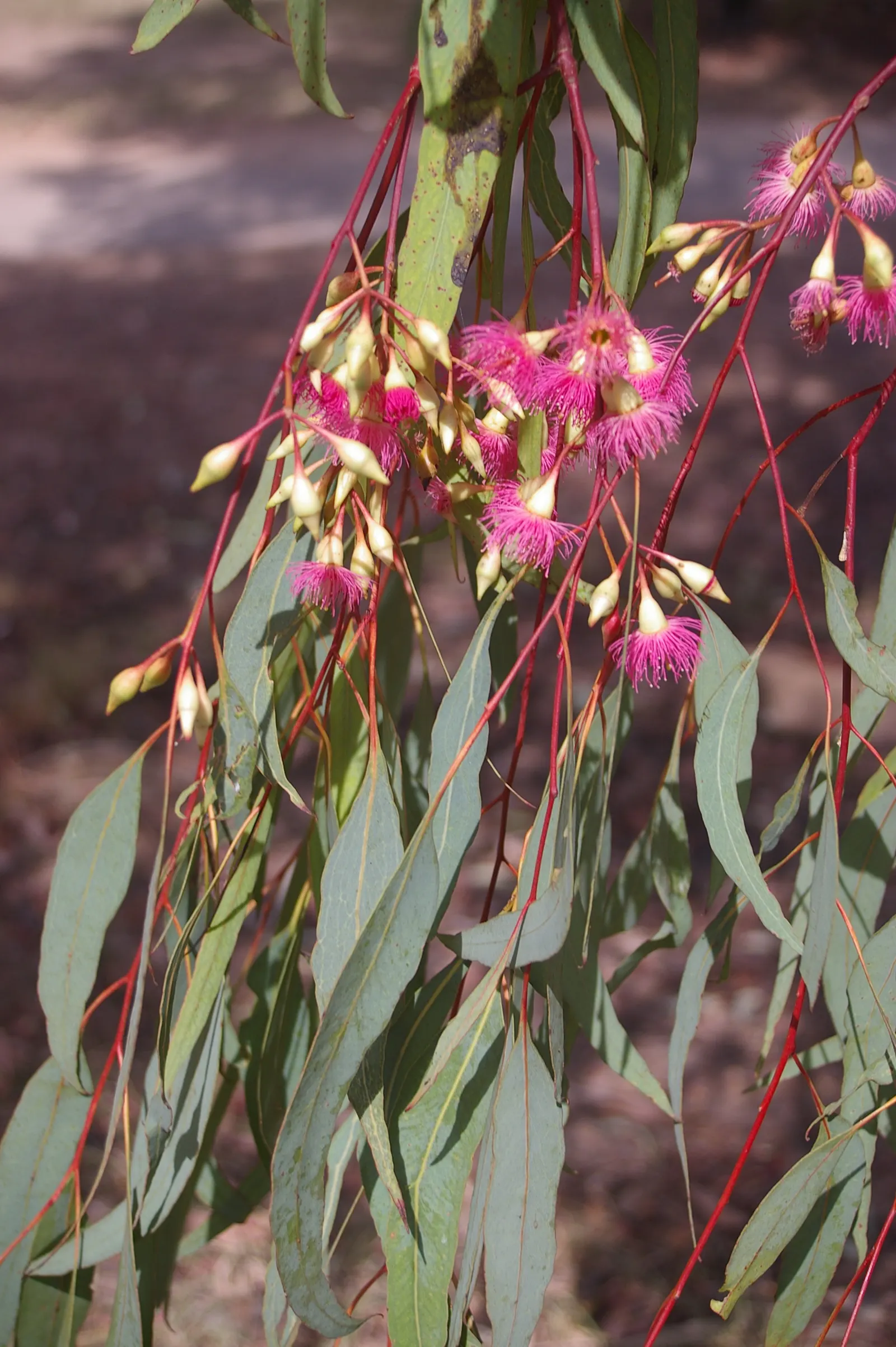 Red Ironbark (Eucalyptus Sideroxylon 'Rosea') — with a canopy spread of 20 to 35 feet; in late winter to spring, it produces vivid pink to red blossoms that
