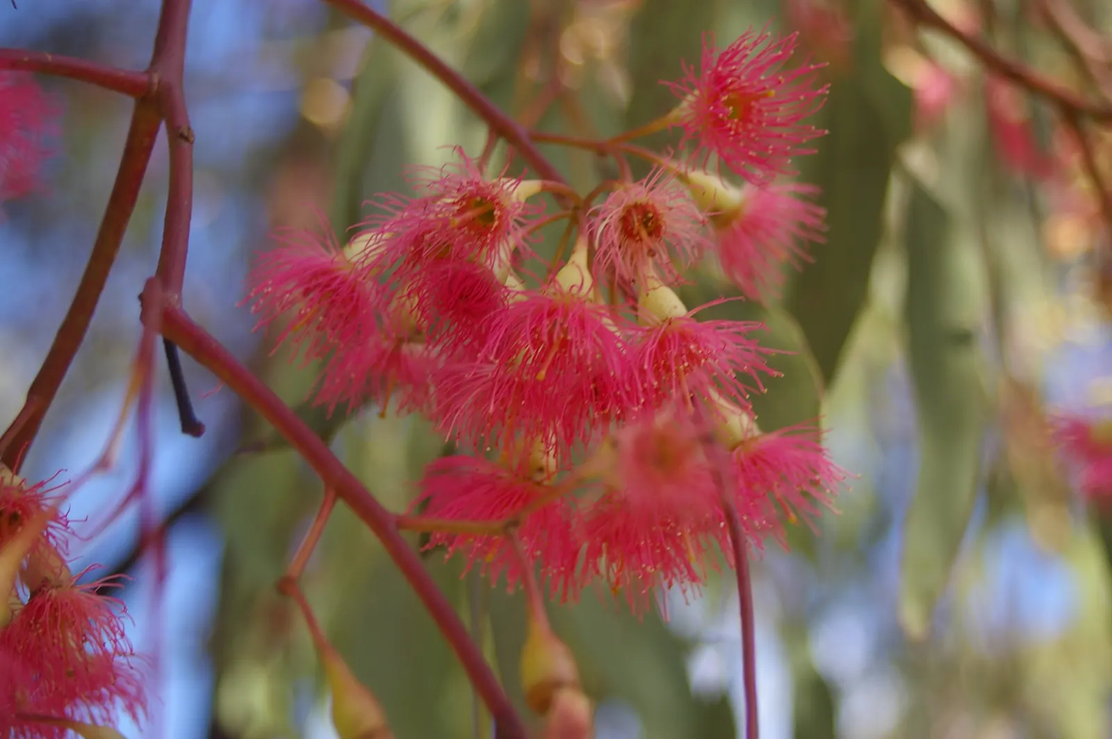 Red Ironbark (Eucalyptus Sideroxylon 'Rosea') — drought-tolerant species requires full sun and well-drained soil