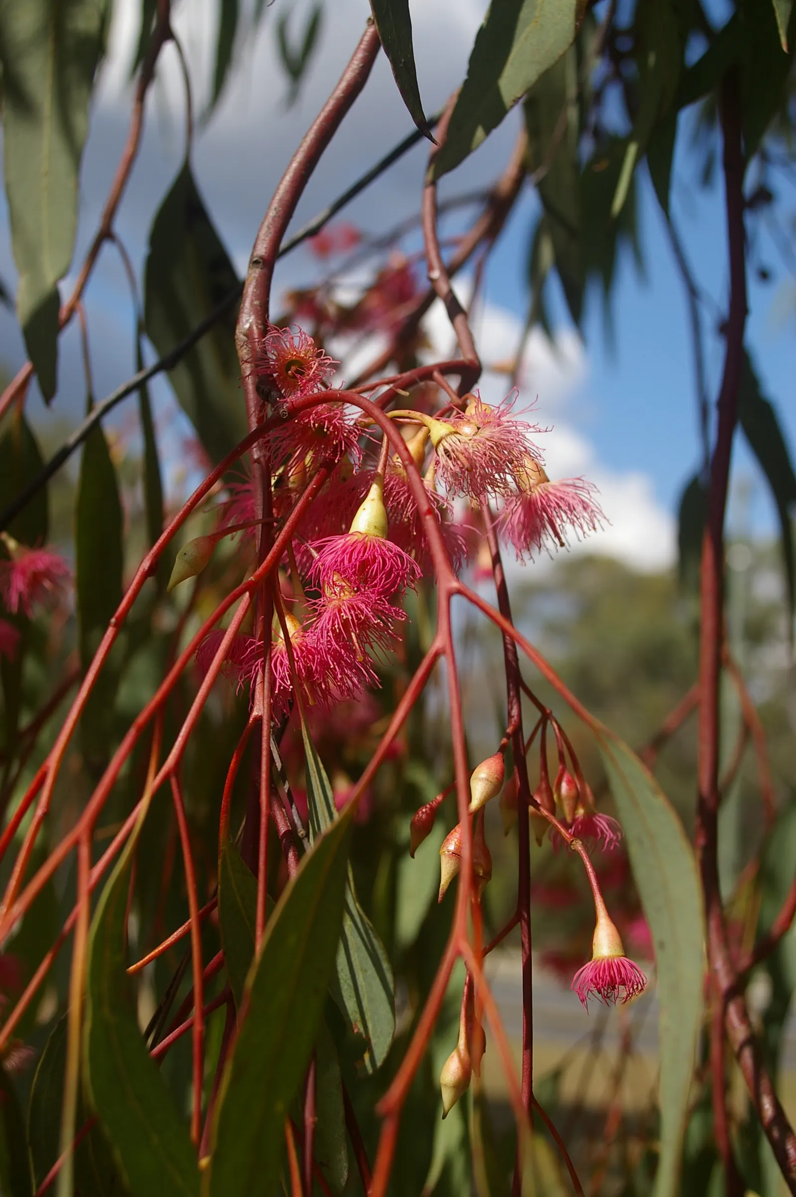 Red Ironbark (Eucalyptus Sideroxylon 'Rosea') — is a remarkably robust and long-lived tree known for its unique ornamental and structural qualities