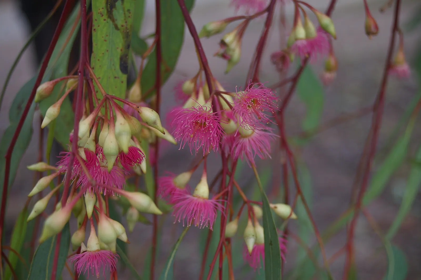 Red Ironbark (Eucalyptus Sideroxylon 'Rosea') — It features a distinctive, deeply furrowed, iron-like bark and slender leaves