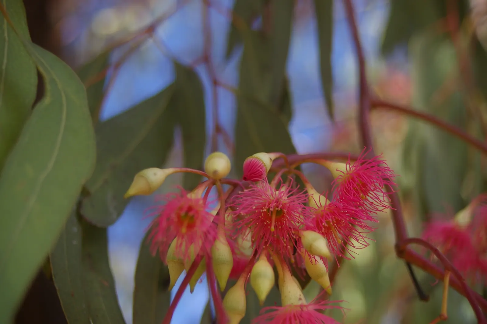 Red Ironbark (Eucalyptus Sideroxylon 'Rosea') — ideal for adding year-round interest to landscapes