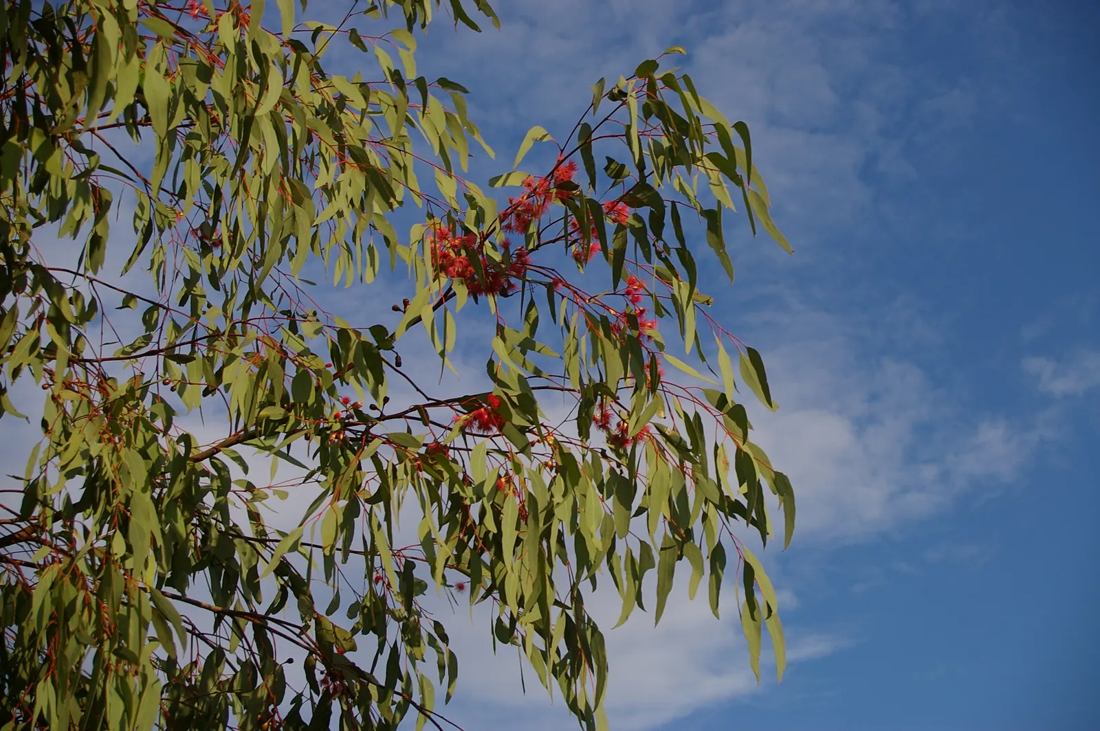 Red Ironbark (Eucalyptus Sideroxylon 'Rosea') — tree for full