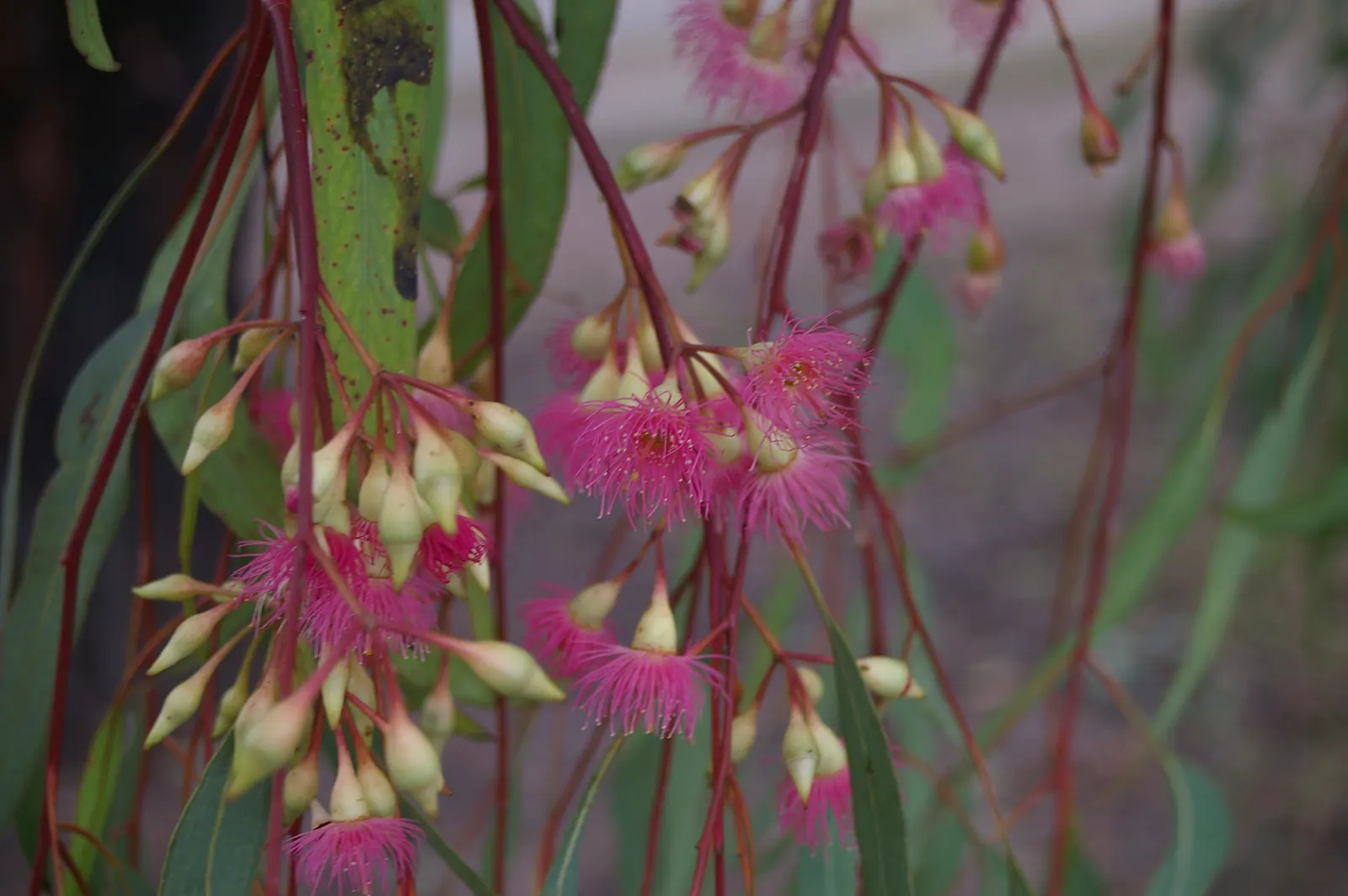 Red Ironbark (Eucalyptus Sideroxylon 'Rosea') — is a robust evergreen tree reaching heights up to 30-45 feet with an equivalent canopy spread
