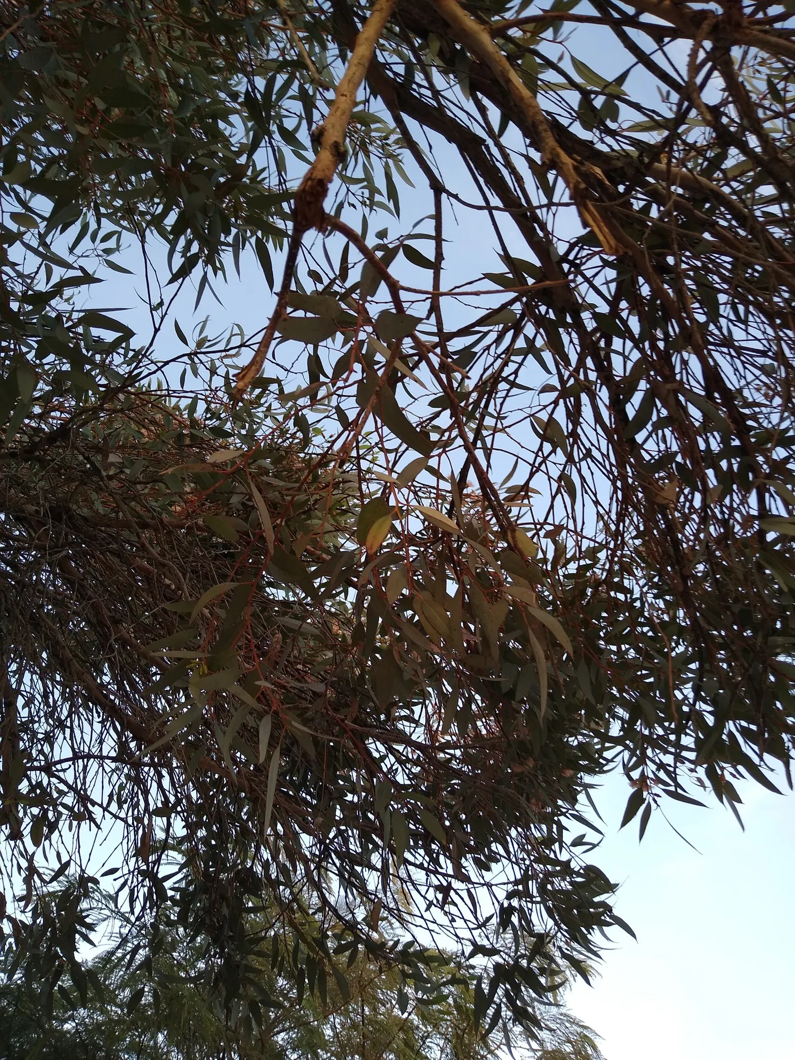 Red Ironbark (Eucalyptus Sideroxylon 'Rosea') — ideal for adding year-round interest to landscapes; ensures that it will become an integral and enduring
