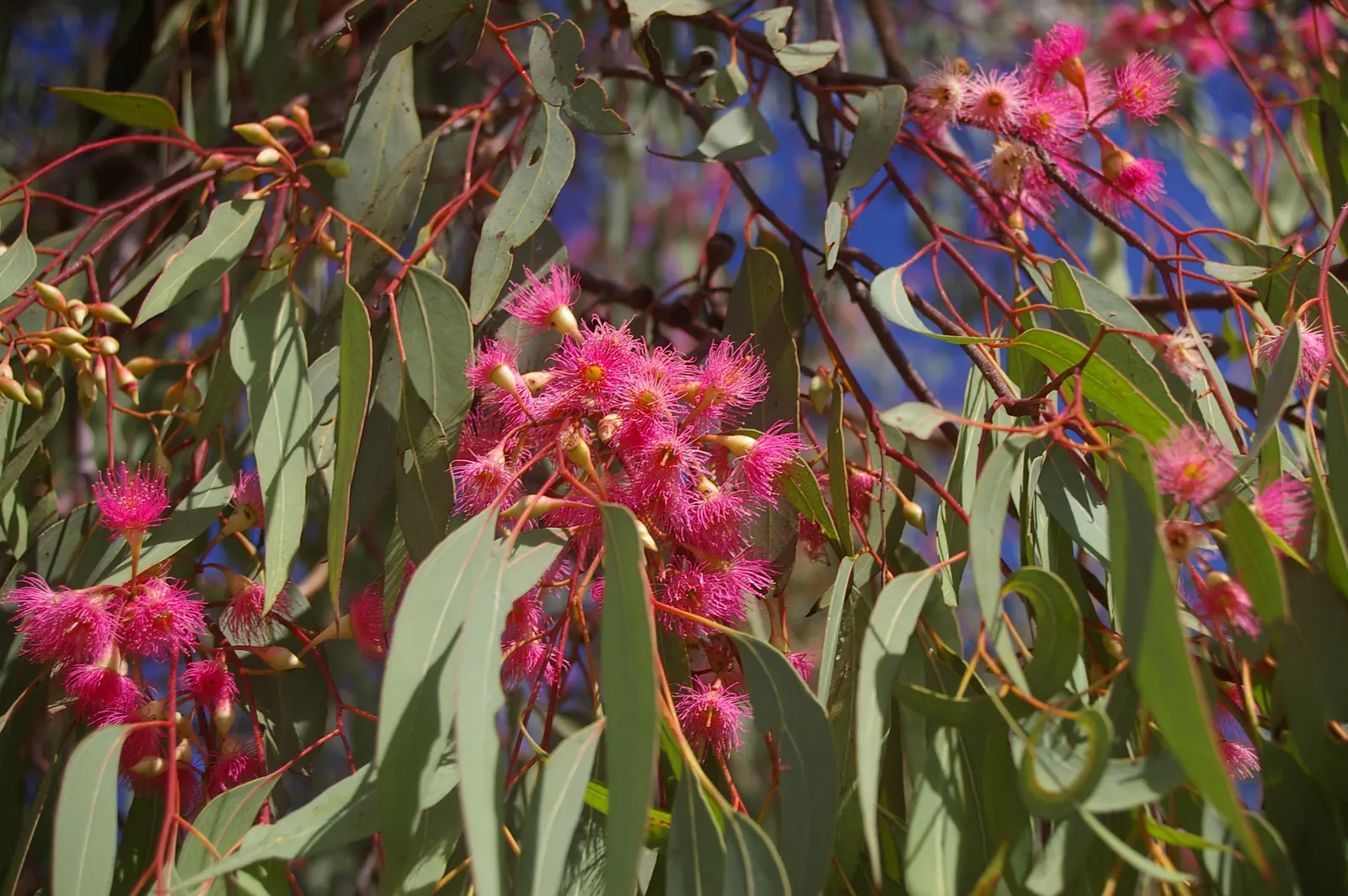 Red Ironbark (Eucalyptus Sideroxylon 'Rosea') — making it an excellent choice as a shade or specimen tree.<br><br>Characterized by its deeply, image 32