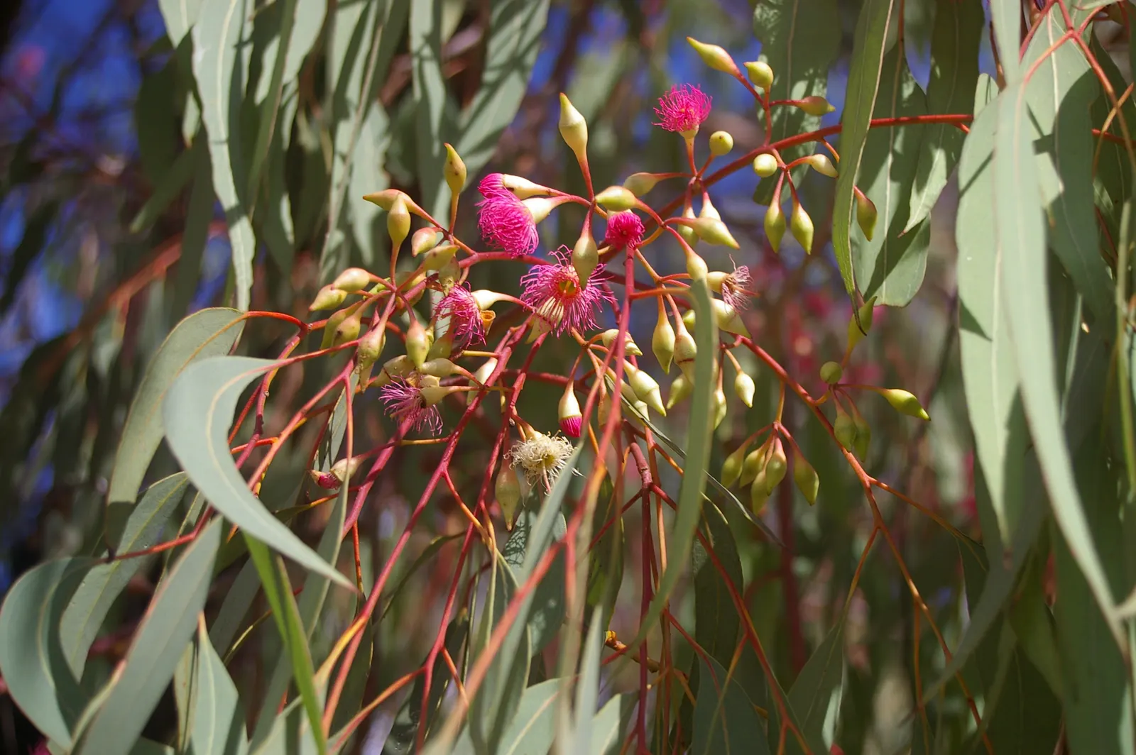 Red Ironbark (Eucalyptus Sideroxylon 'Rosea') — These vivid flowers emerge in late winter to spring and are a magnet for pollinators such as bees and birds; in