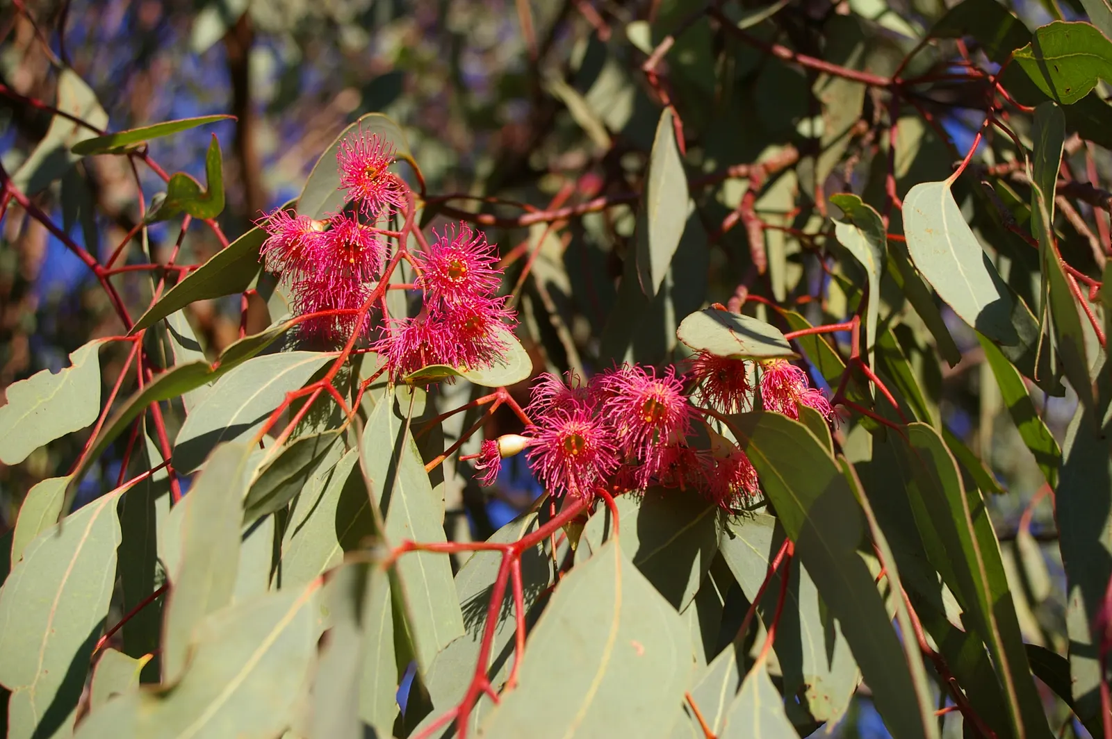 Red Ironbark (Eucalyptus Sideroxylon 'Rosea') — the tree requires minimal maintenance