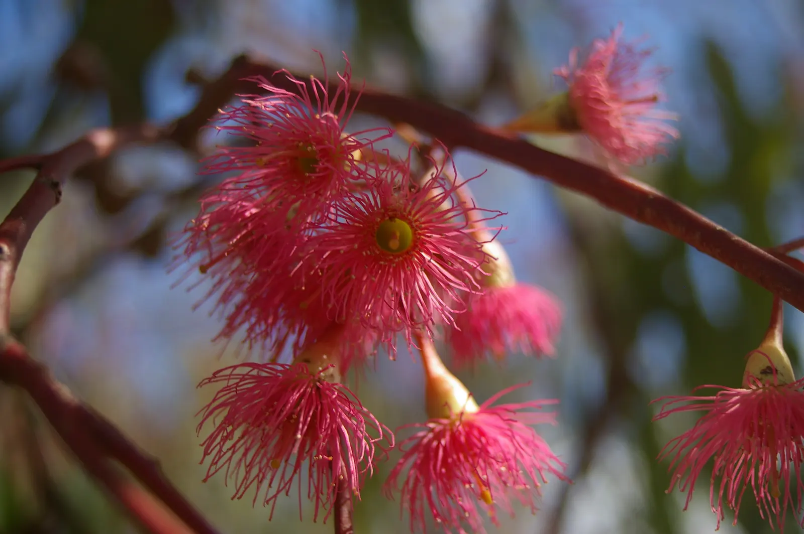 Red Ironbark (Eucalyptus Sideroxylon 'Rosea') — pink flowers in the garden