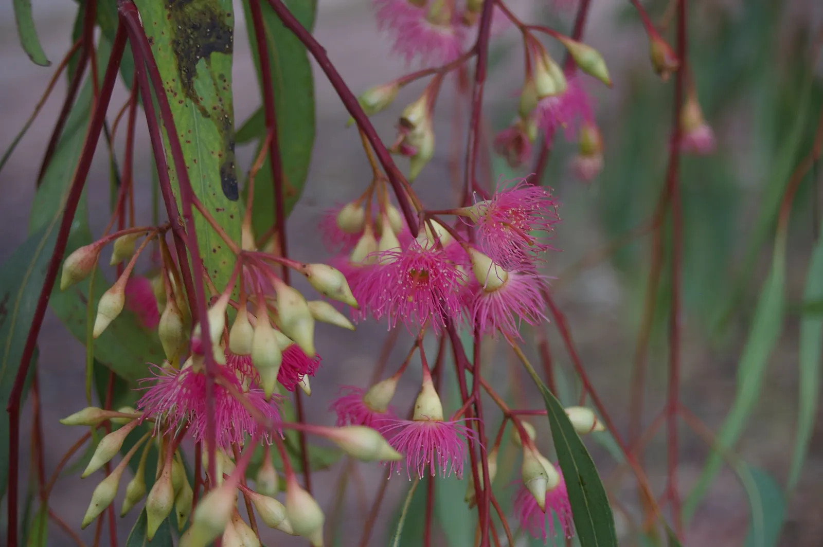 Red Ironbark (Eucalyptus Sideroxylon 'Rosea') — ensures that it will become an integral and enduring feature of their garden landscape
