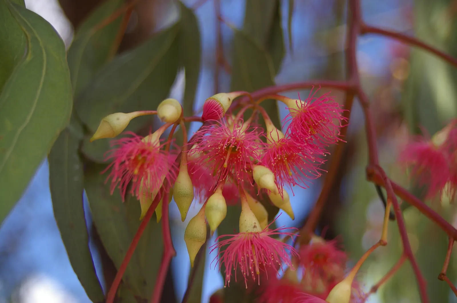 Red Ironbark (Eucalyptus Sideroxylon 'Rosea') — coupled with its distinctive bark and vibrant floral display
