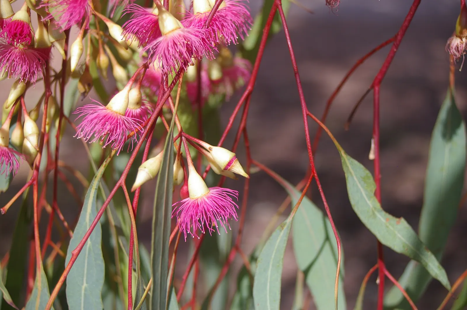 Red Ironbark (Eucalyptus Sideroxylon 'Rosea') — with a canopy spread of 20 to 35 feet