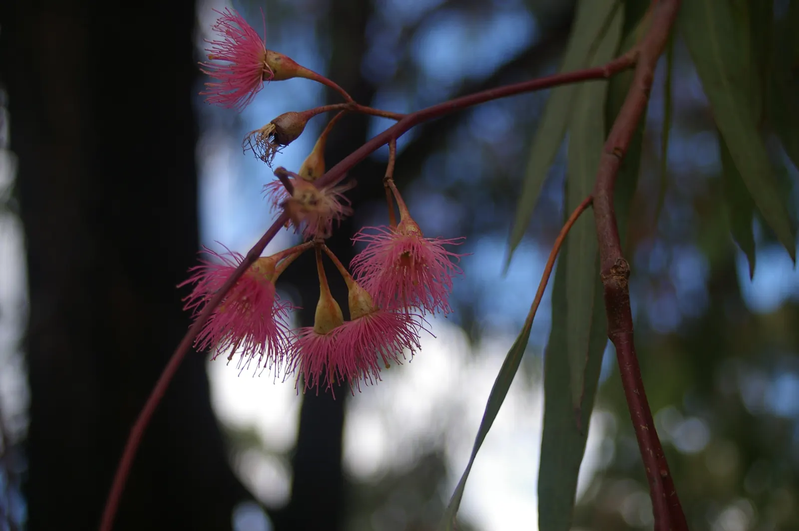 Red Ironbark (Eucalyptus Sideroxylon 'Rosea') — the Red Ironbark's texture is both striking and intricate