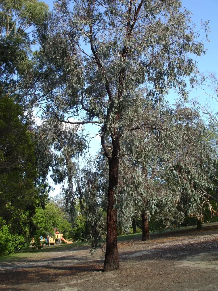 Red Ironbark (Eucalyptus Sideroxylon 'Rosea') — In late winter to spring, it produces vivid pink to red blossoms that attract nectar-feeding birds