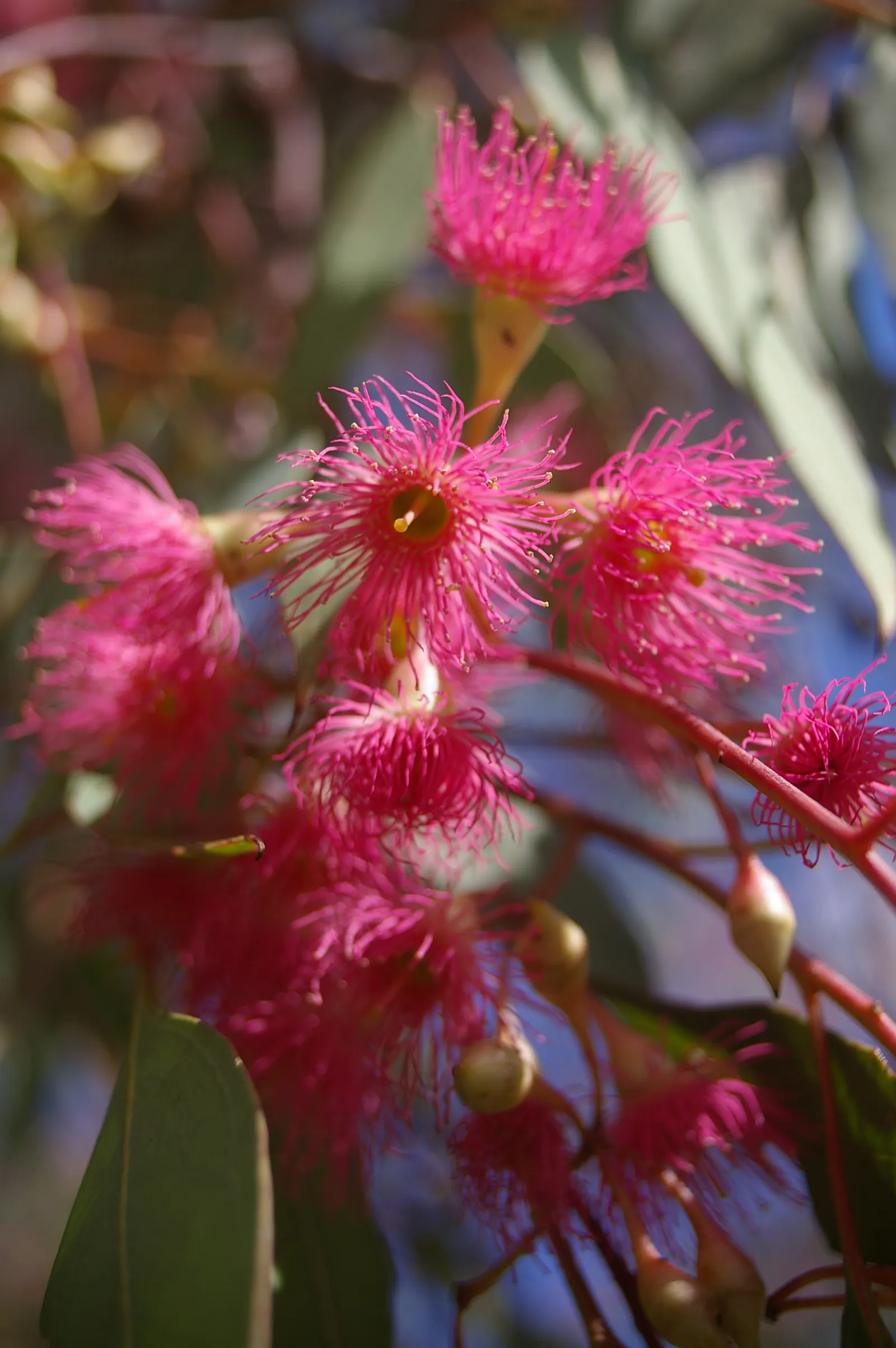 Red Ironbark (Eucalyptus Sideroxylon 'Rosea') — It boasts an impressive drought tolerance, making it a resilient addition to water-wise gardens; ensures that