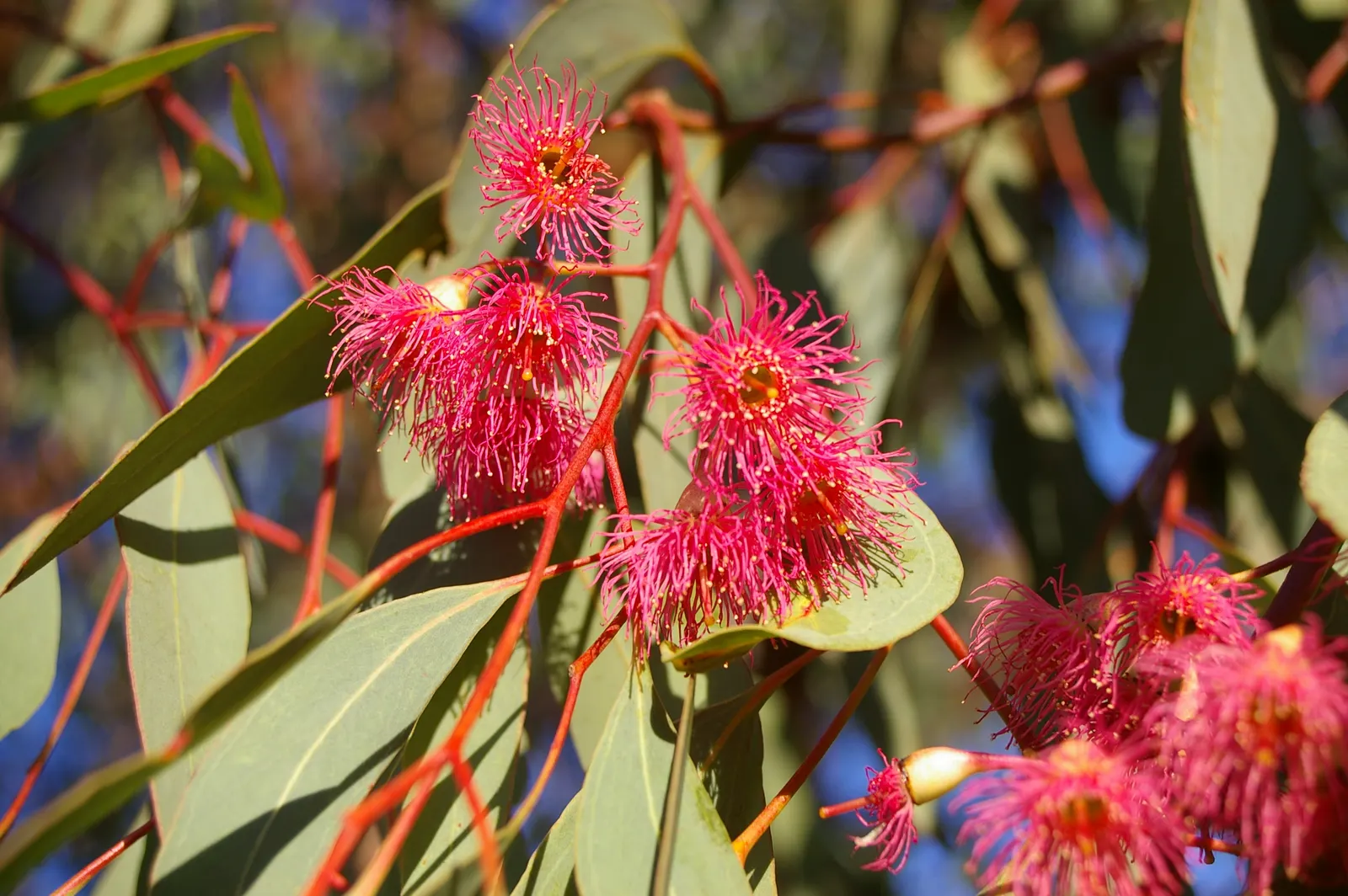 Red Ironbark (Eucalyptus Sideroxylon 'Rosea') — commonly known as Red Ironbark
