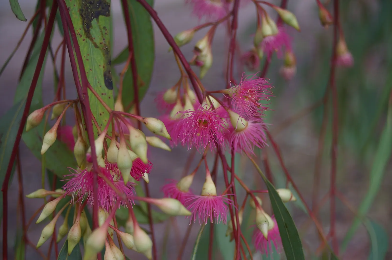 Red Ironbark (Eucalyptus Sideroxylon 'Rosea') — In late winter to spring, it produces vivid pink to red blossoms that attract nectar-feeding birds, image 25
