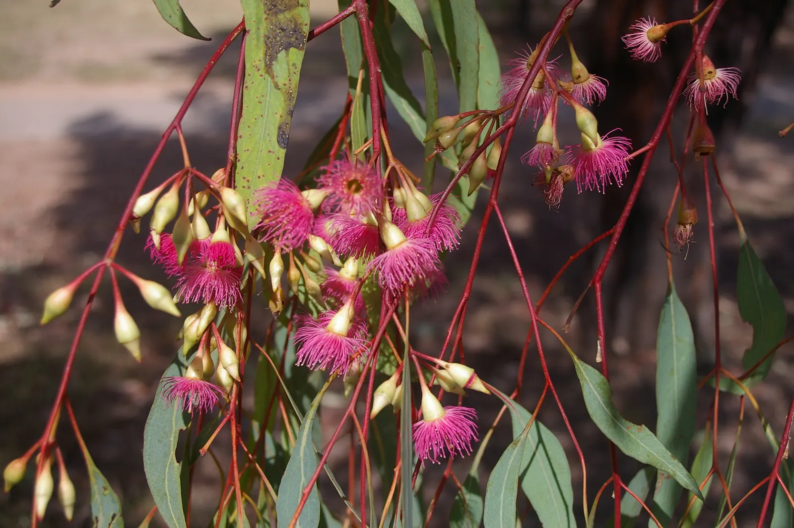 Red Ironbark (Eucalyptus Sideroxylon 'Rosea') — commonly known as Red Ironbark; in late winter to spring, it produces vivid pink to red blossoms that attract