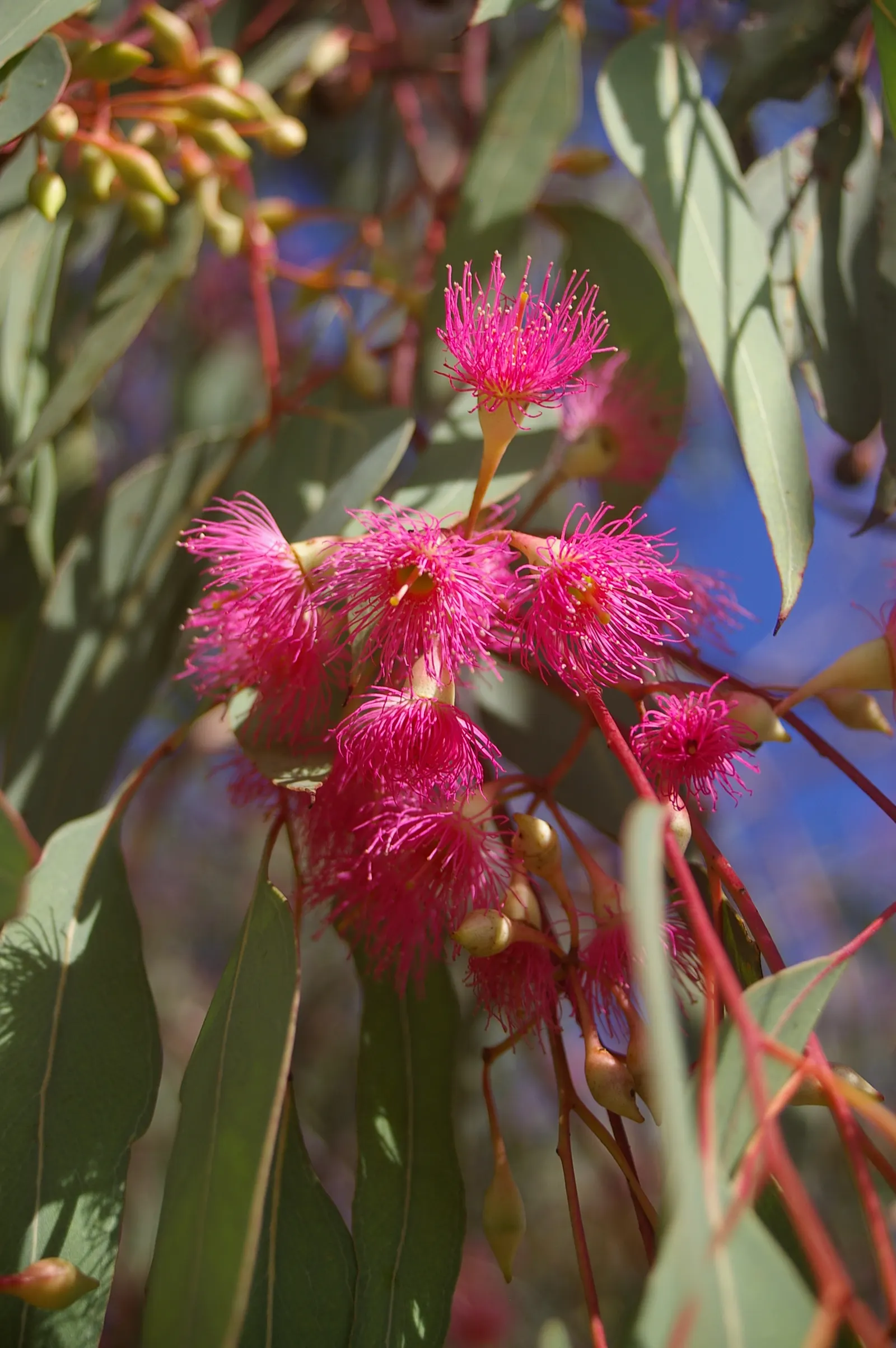 Red Ironbark (Eucalyptus Sideroxylon 'Rosea') — this majestic Australian native typically reaches heights between 30 and 50 feet; ensures that it will become