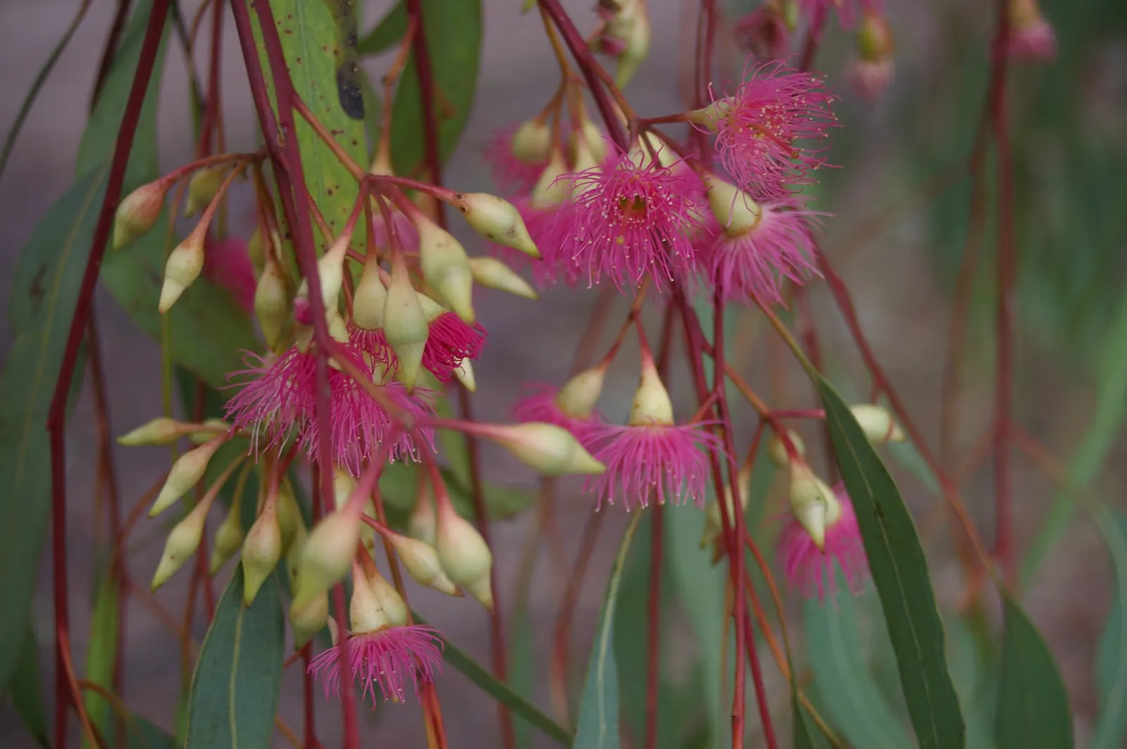 Red Ironbark (Eucalyptus Sideroxylon 'Rosea') — As a key element in landscape design; making it an excellent choice as a shade or specimen