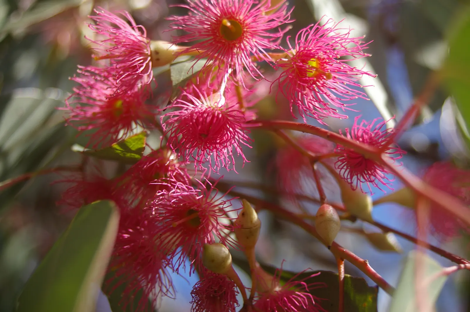 Red Ironbark (Eucalyptus Sideroxylon 'Rosea') — is a remarkably robust and long-lived tree known for its unique ornamental and structural qualities; in late
