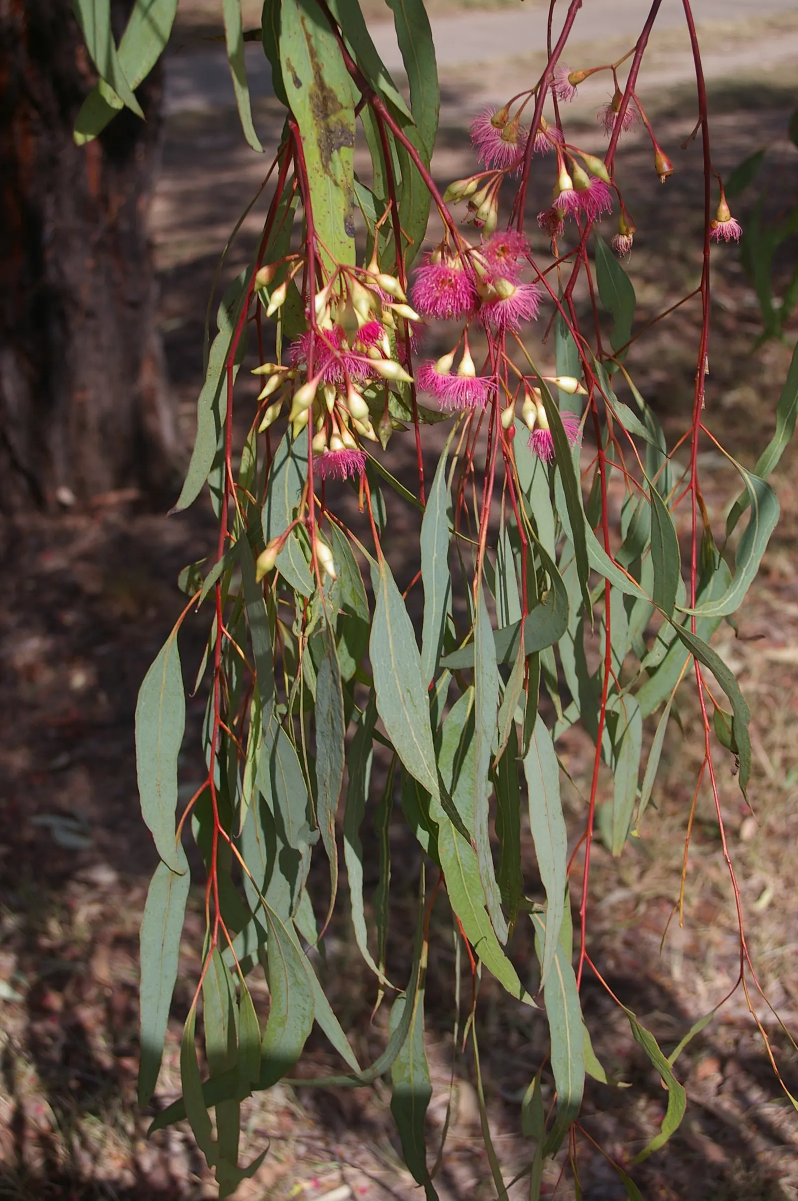 Red Ironbark (Eucalyptus Sideroxylon 'Rosea') — this majestic Australian native typically reaches heights between 30 and 50 feet