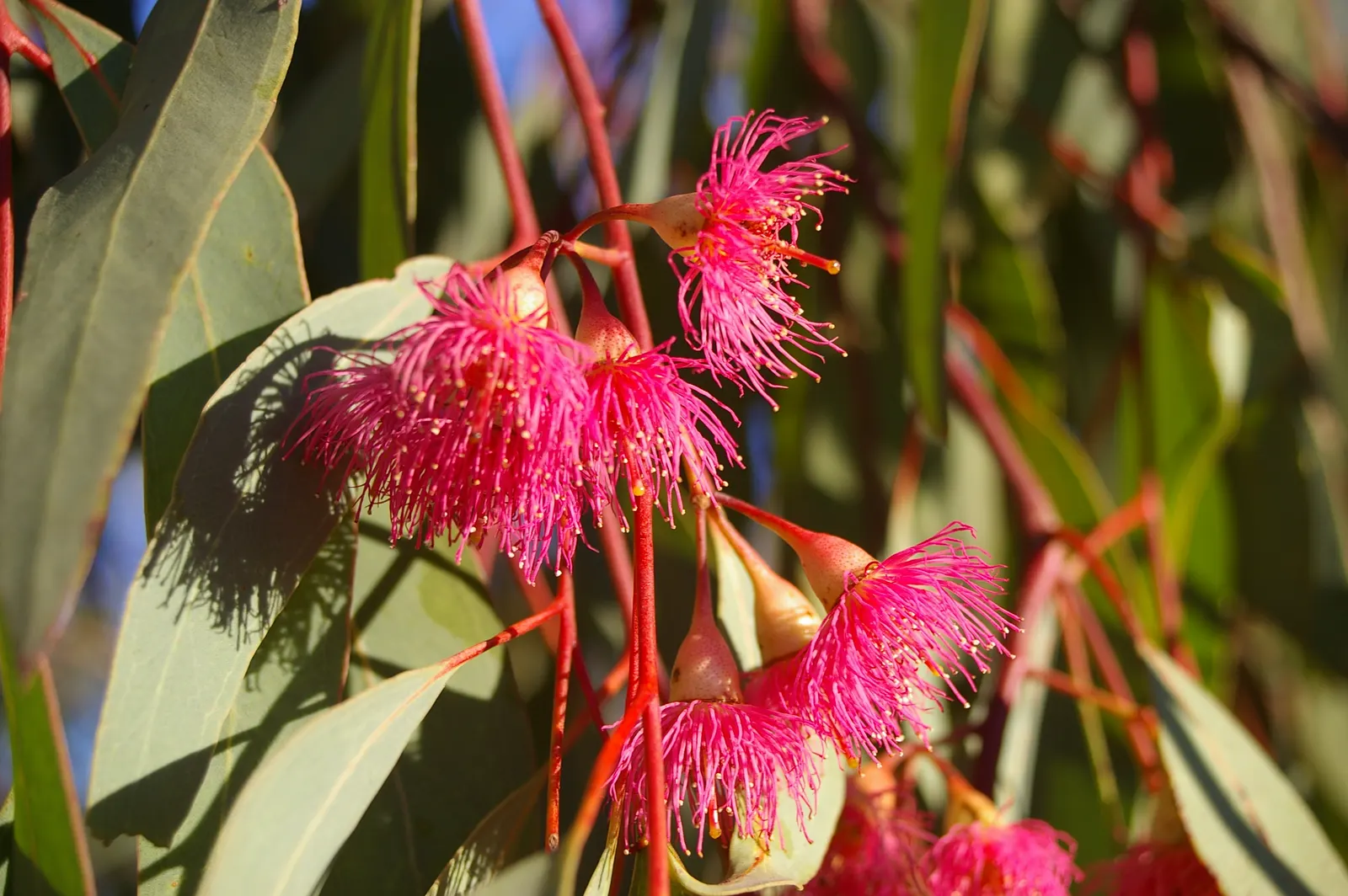 Red Ironbark (Eucalyptus Sideroxylon 'Rosea') — favoring full sun exposure and well-drained soils