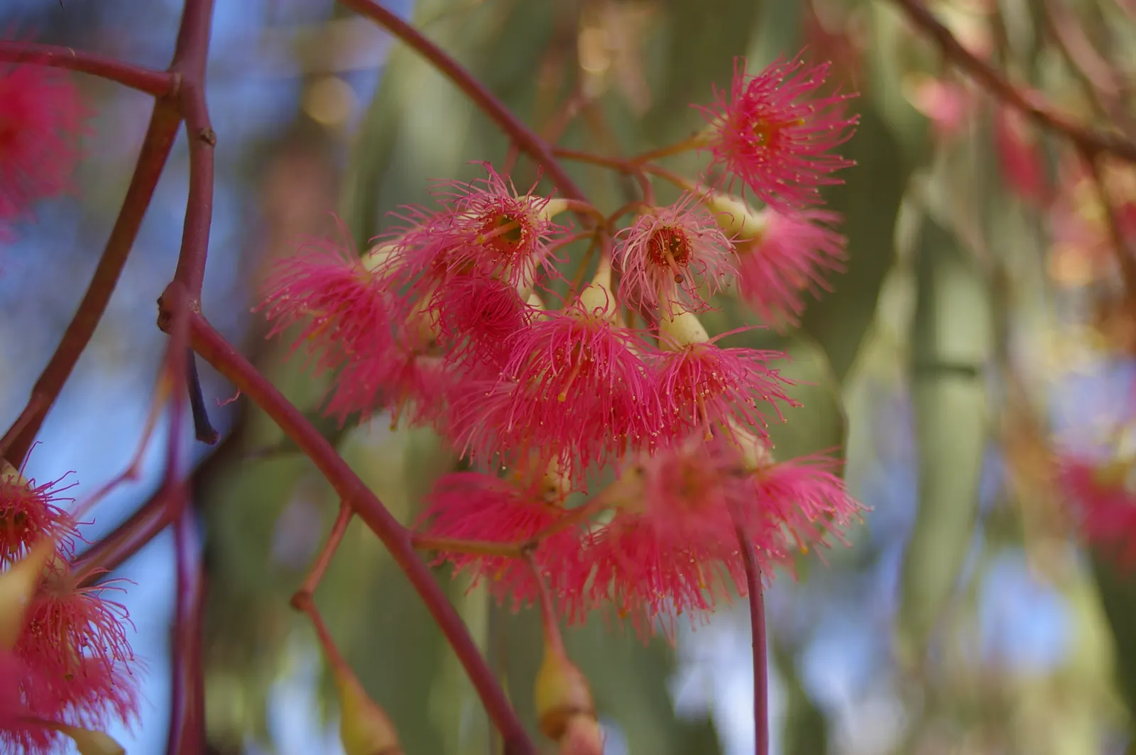 Red Ironbark (Eucalyptus Sideroxylon 'Rosea') — the Red Ironbark's texture is both striking and intricate; ensures that it will become an integral and enduring