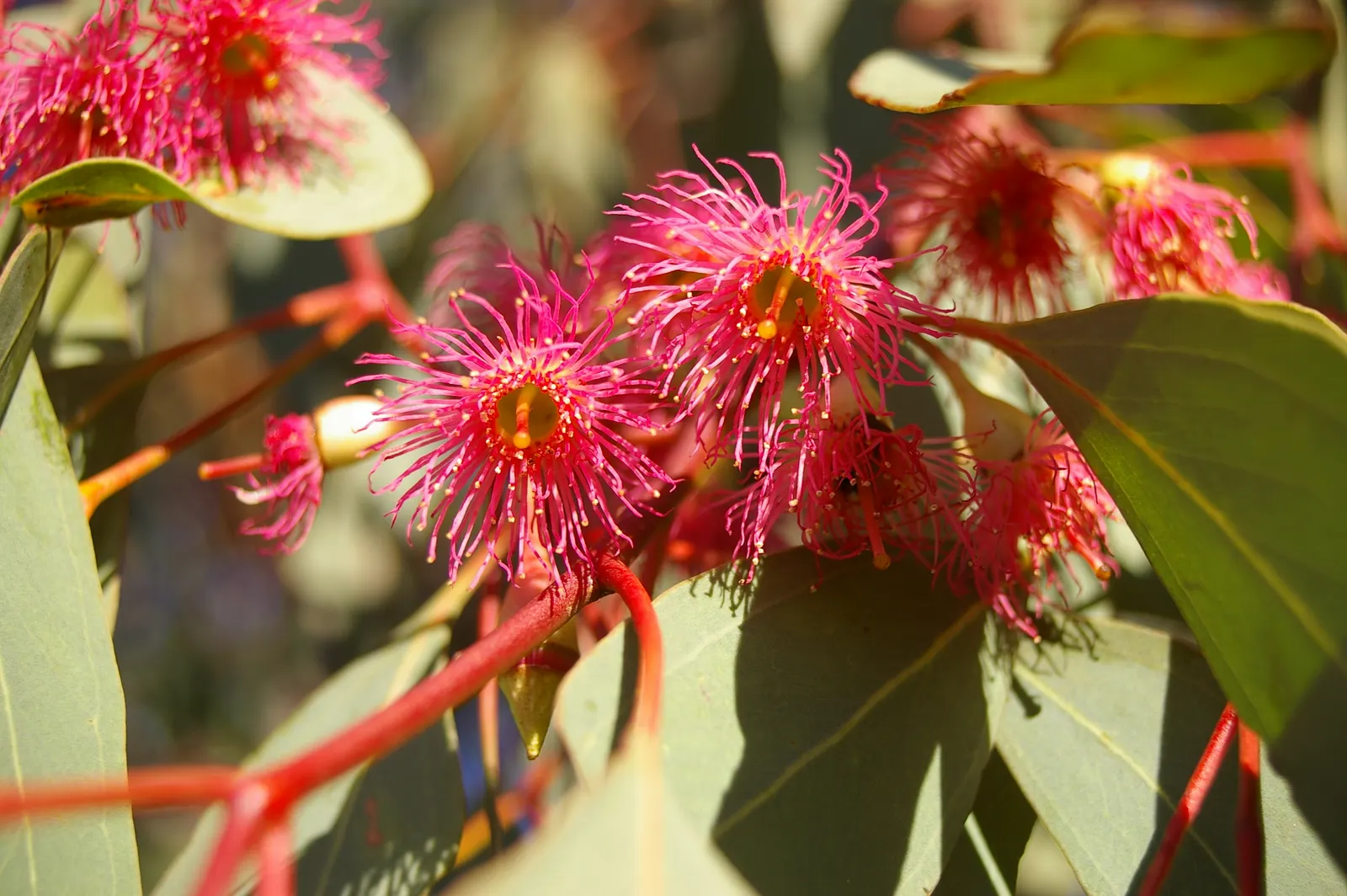 Red Ironbark (Eucalyptus Sideroxylon 'Rosea') — These vivid flowers emerge in late winter to spring and are a magnet for pollinators such as bees and birds