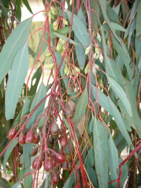 Red Ironbark (Eucalyptus Sideroxylon 'Rosea') — making it an excellent choice as a shade or specimen tree.<br><br>Characterized by its deeply furrowed bark