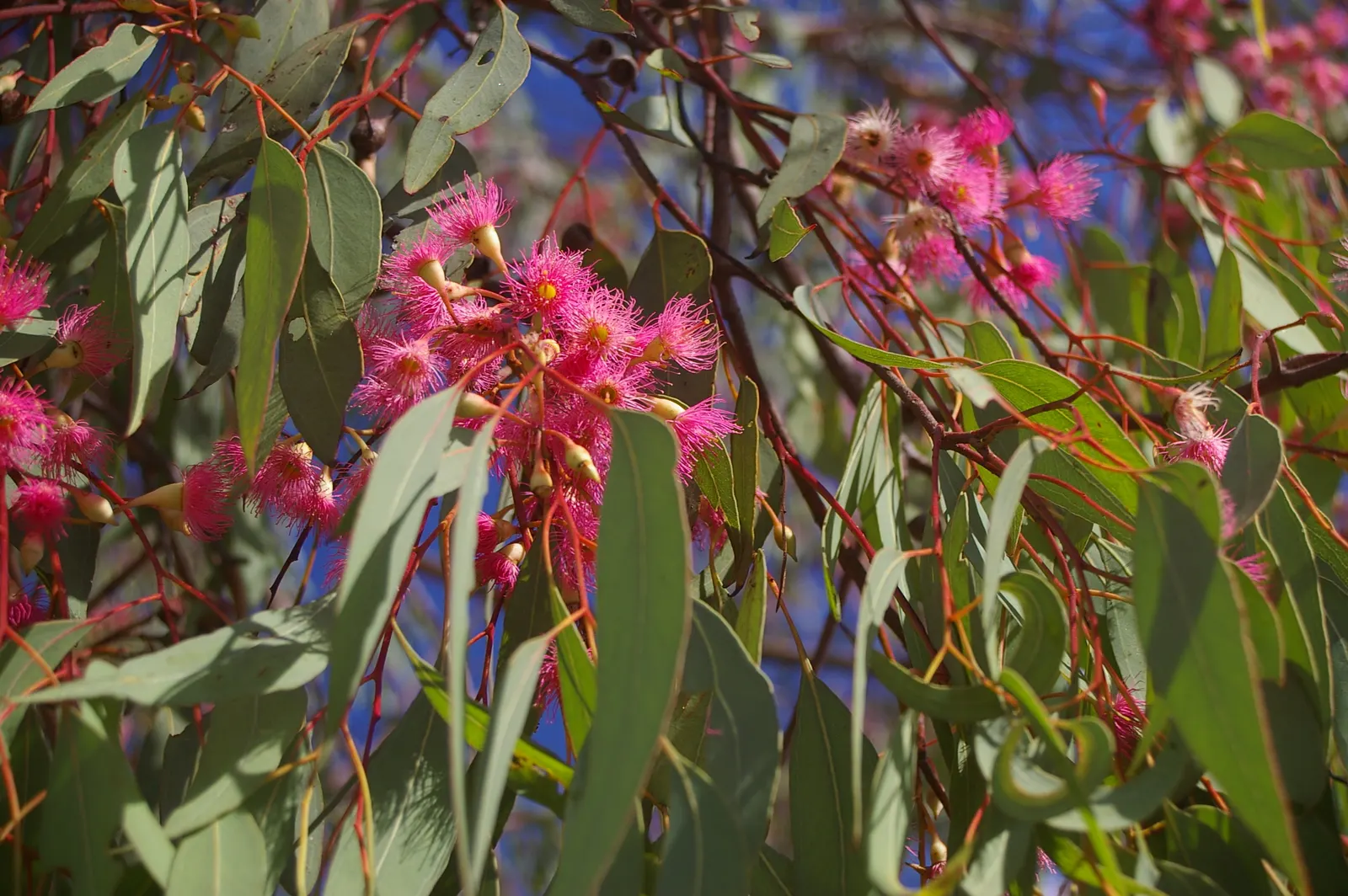 Red Ironbark (Eucalyptus Sideroxylon 'Rosea') — drought-tolerant species requires full sun and well-drained soil; making it an excellent choice as a shade or