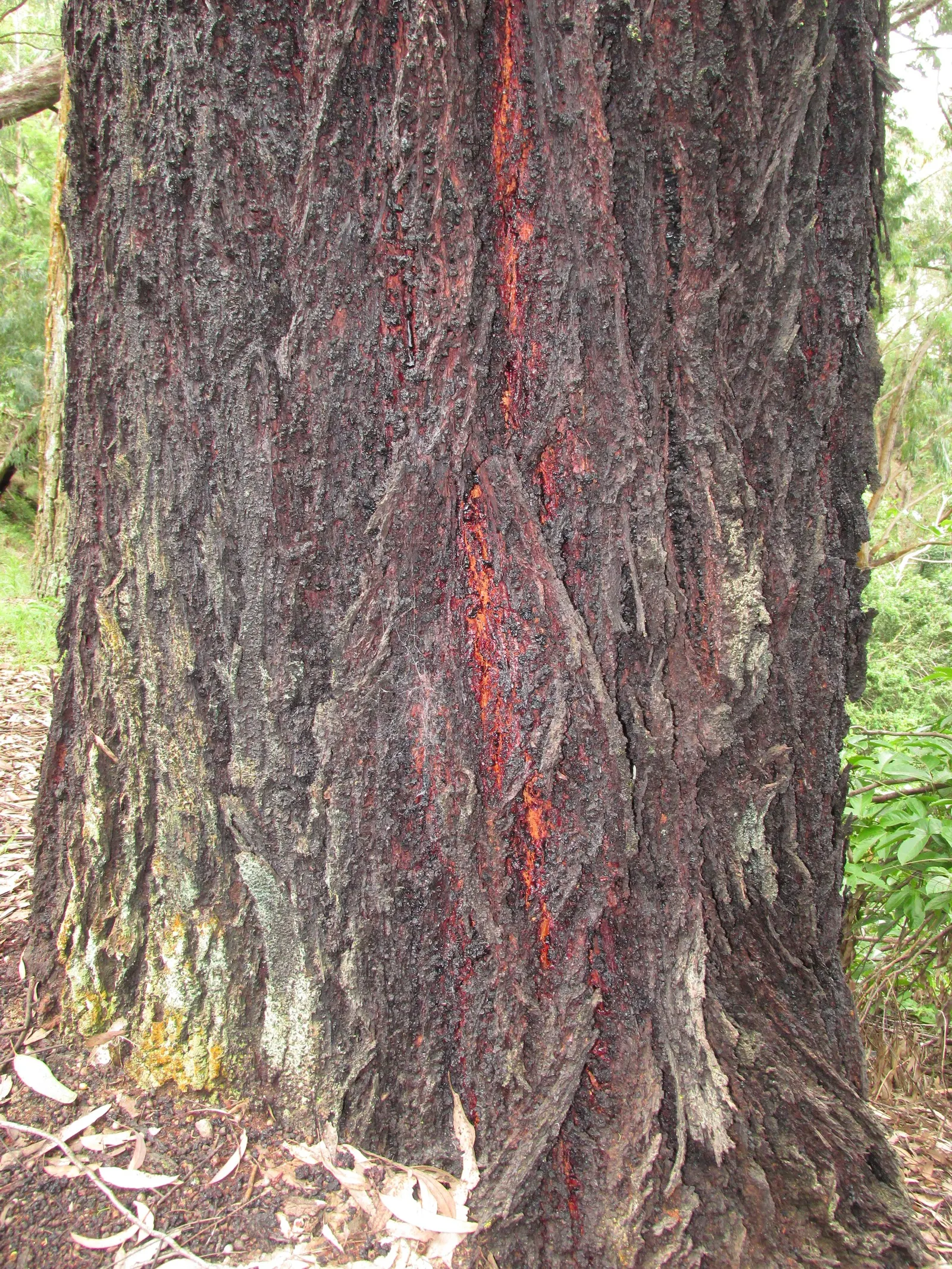 Red Ironbark (Eucalyptus Sideroxylon 'Rosea') — favoring full sun exposure and well-drained soils; making it an excellent choice as a shade or specimen