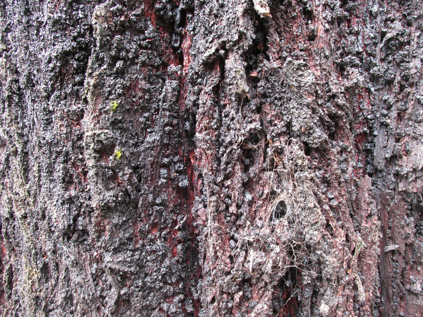 Red Ironbark (Eucalyptus Sideroxylon 'Rosea') — coupled with its distinctive bark and vibrant floral display; making it an excellent choice as a shade or