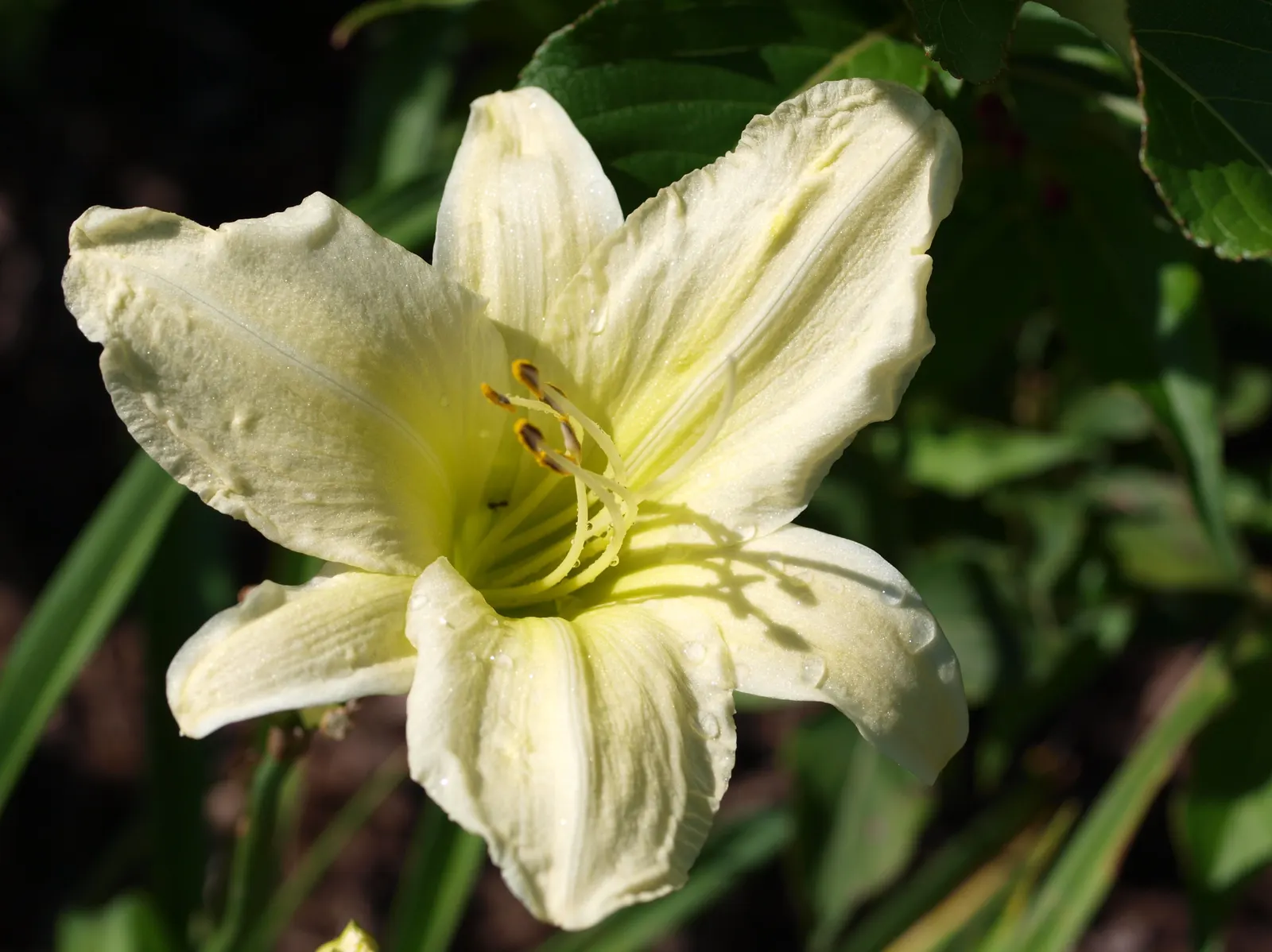 Lemon Yellow Daylily (Hemerocallis 'Lemon Yellow') — This daylily thrives in full sun to partial shade and prefers well-drained soil