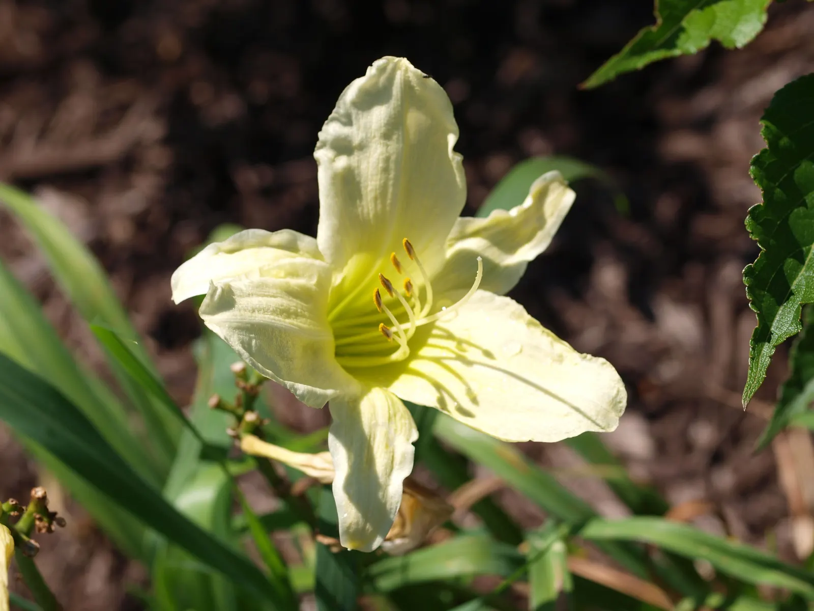 Lemon Yellow Daylily (Hemerocallis 'Lemon Yellow') — The Hemerocallis 'Lemon Yellow,' commonly known as Lemon Yellow Daylily