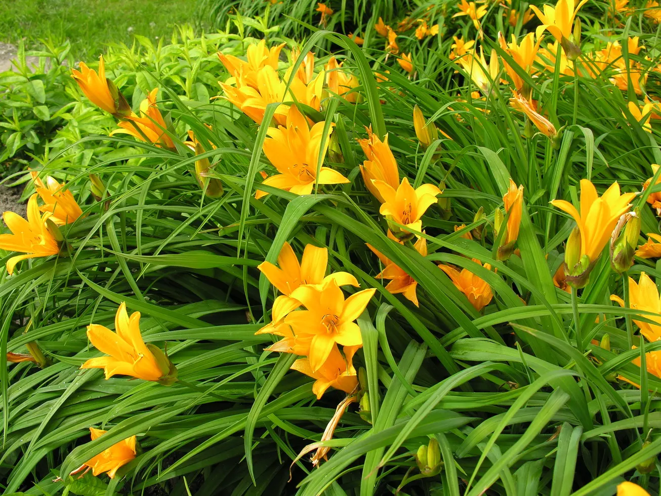 Lemon Yellow Daylily (Hemerocallis 'Lemon Yellow') — Each flower spans approximately 4 inches across and features a slightly ruffled edge, blooming in midsummer