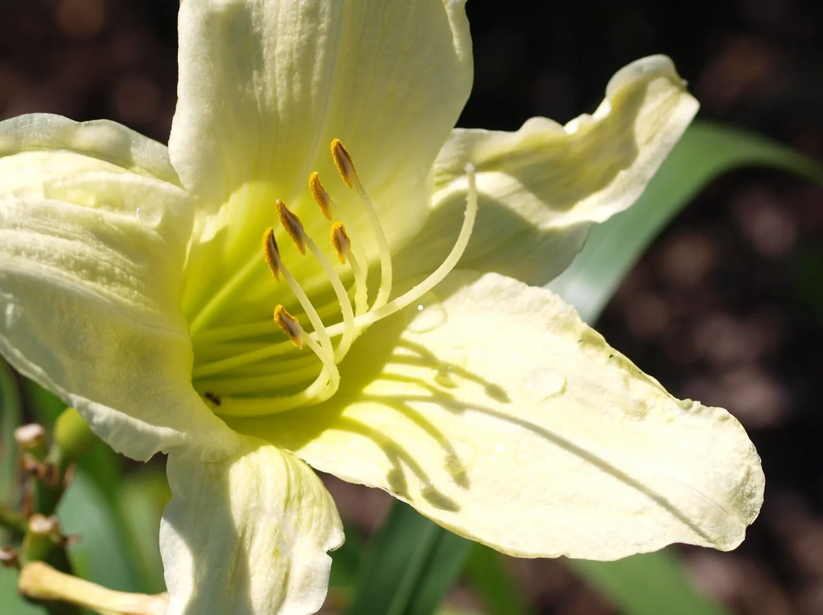Lemon Yellow Daylily (Hemerocallis 'Lemon Yellow') — Typically reaching 2 feet in height with a spread of 18 to 24 inches