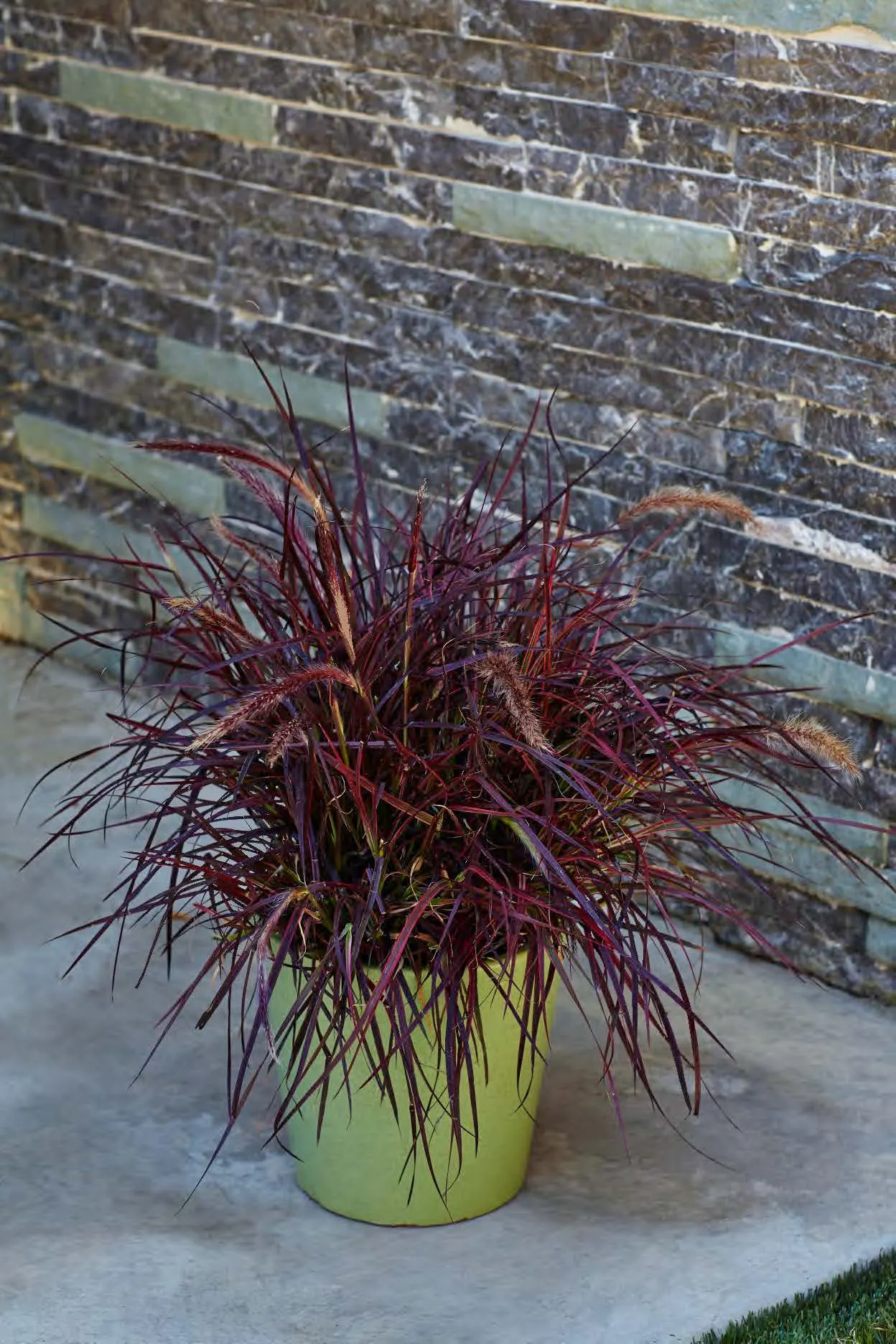 Fireworks Variegated Red Fountain Grass (Pennisetum setaceum) — information and resources; the plants should be treated as annuals as part of, image 43