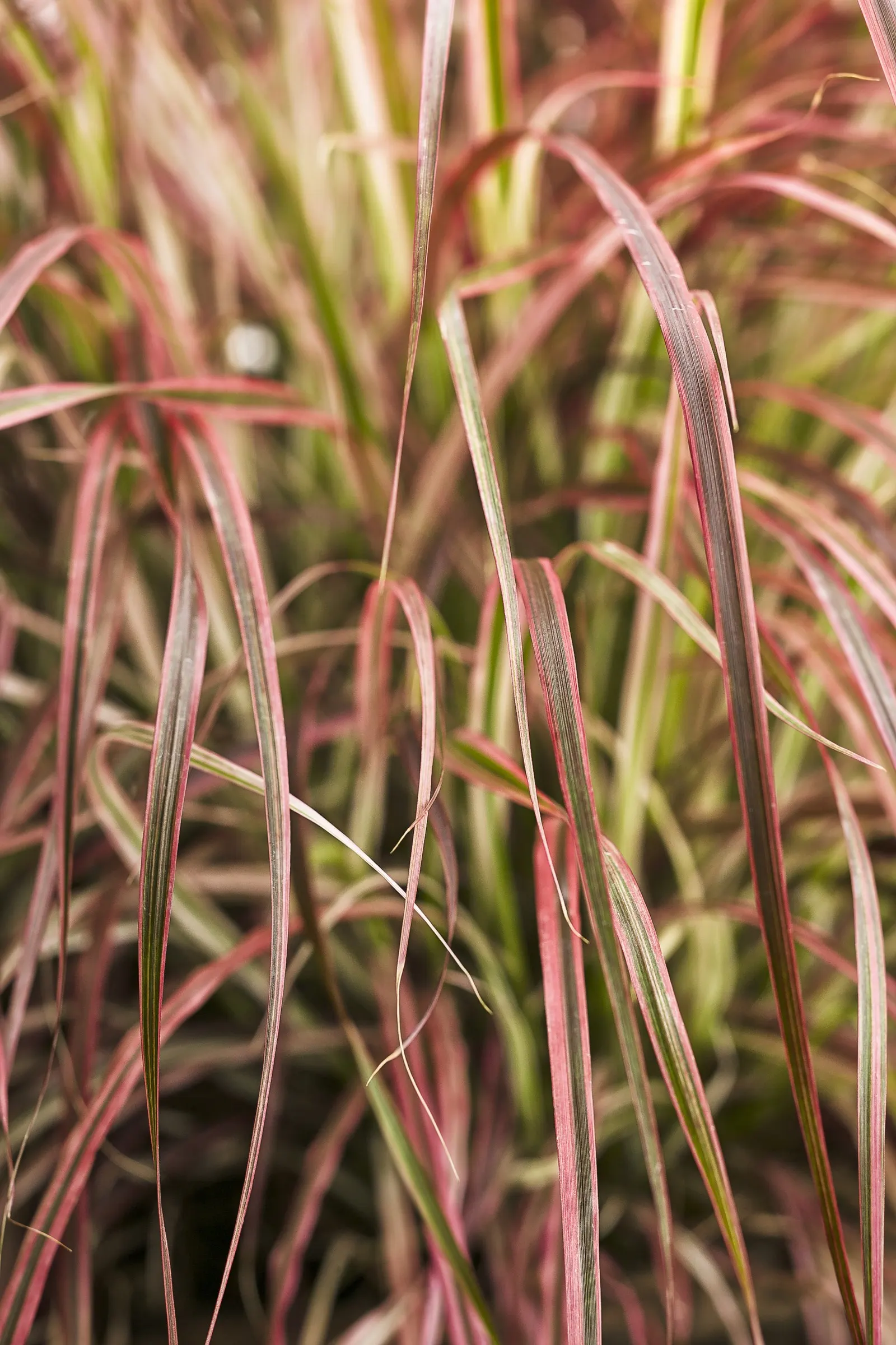 Fireworks Variegated Red Fountain Grass (Pennisetum setaceum) — Not all ornamental grasses look good through the winter, trim back those that don't, image 121